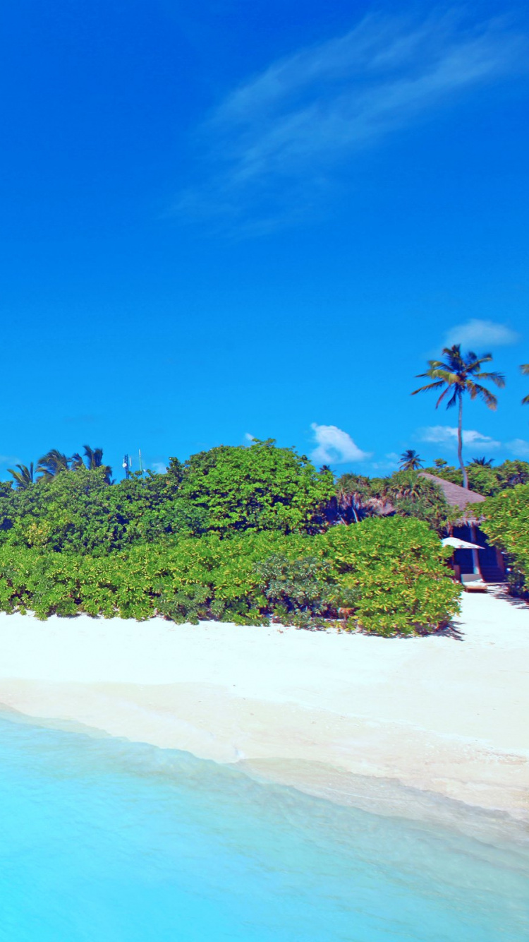 Árboles Verdes en la Orilla Del Mar Durante el Día. Wallpaper in 750x1334 Resolution
