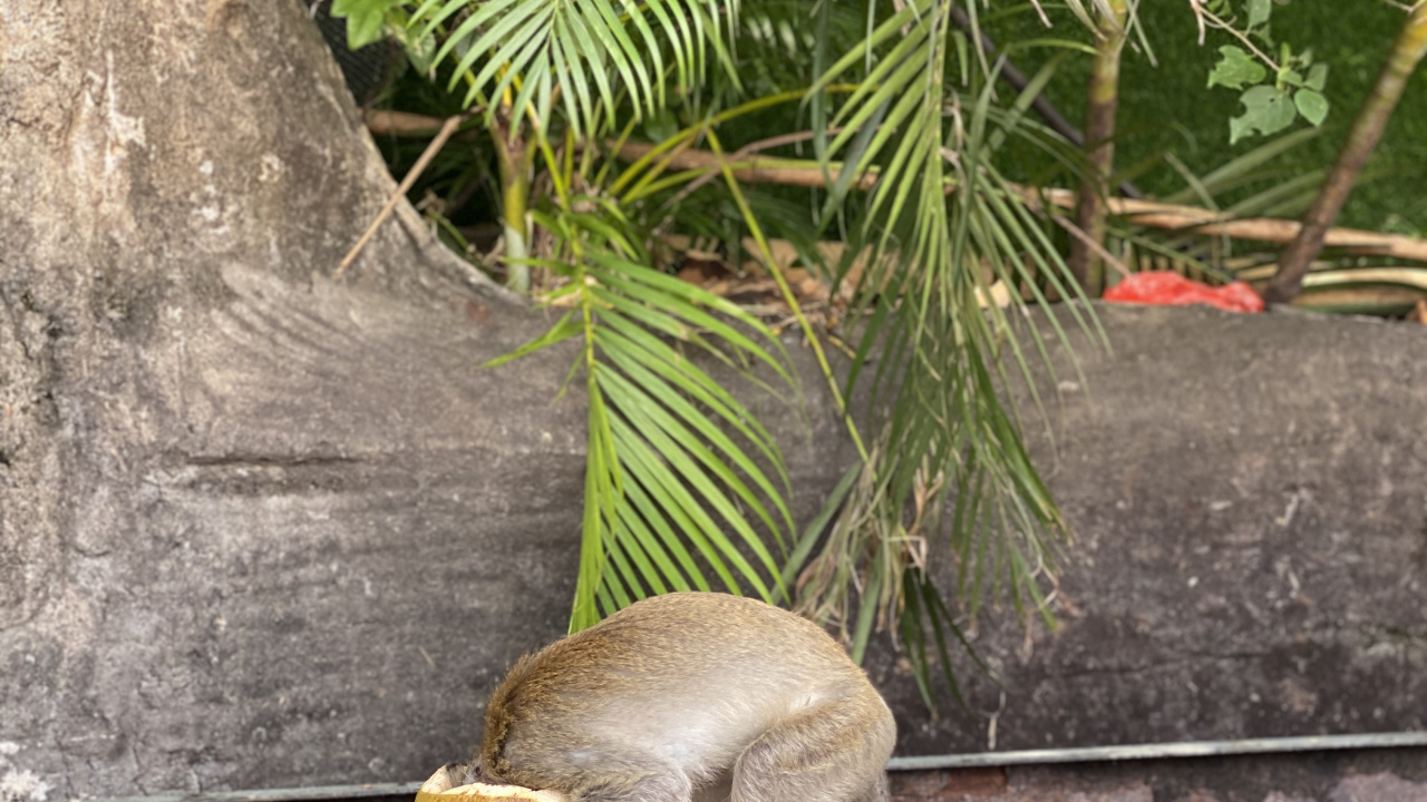 Ciencia, Biología, Adaptación, la Botánica, Planta Terrestre. Wallpaper in 1280x720 Resolution