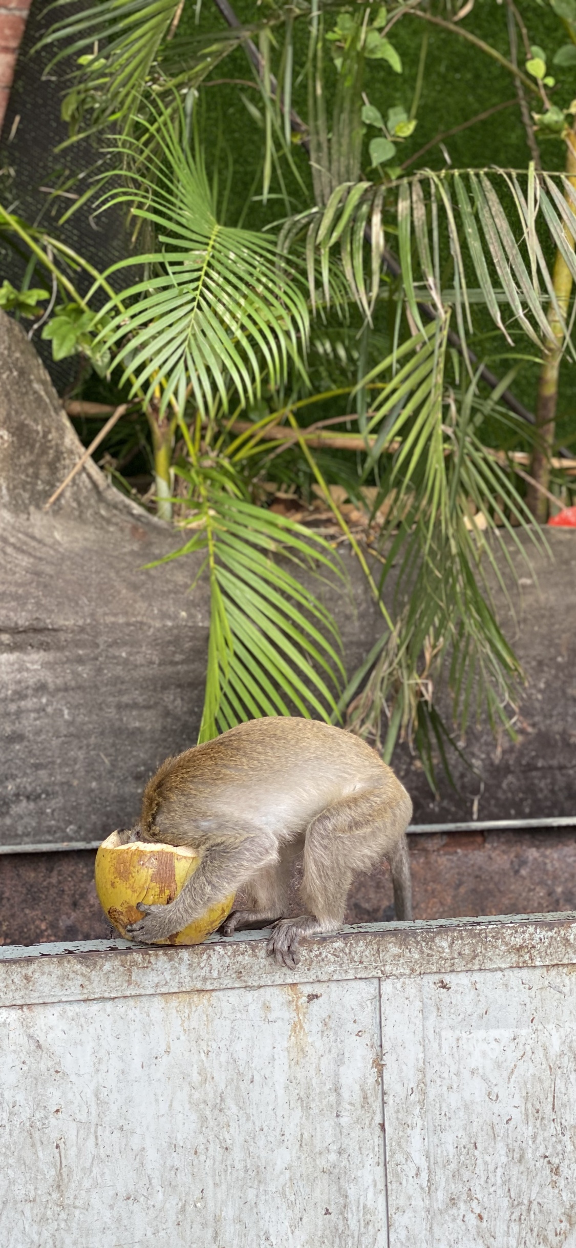 Sciences, Biologie, Adaptation, Botanique, Plante Terrestre. Wallpaper in 1125x2436 Resolution