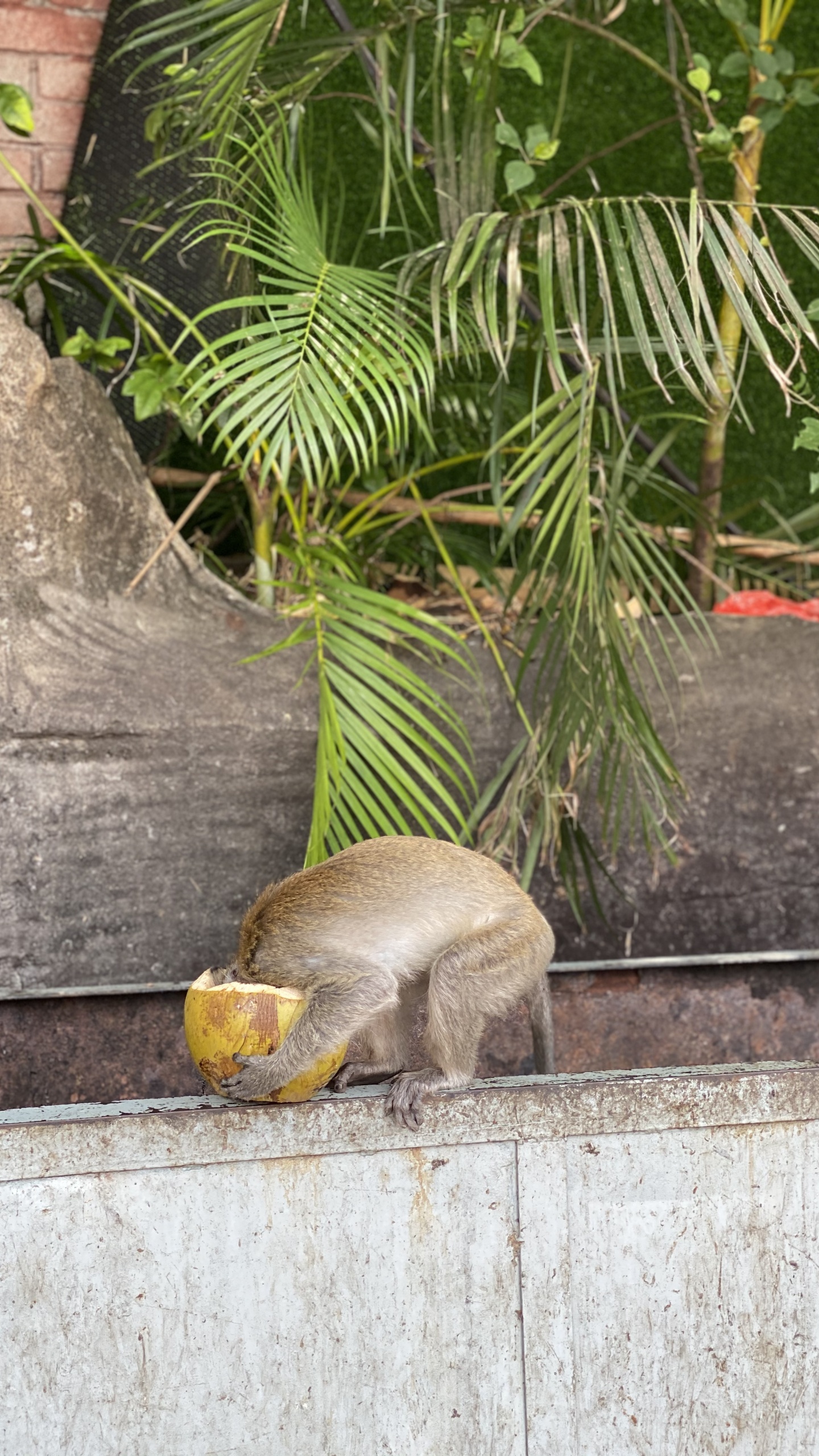 Sciences, Biologie, Adaptation, Botanique, Plante Terrestre. Wallpaper in 1440x2560 Resolution