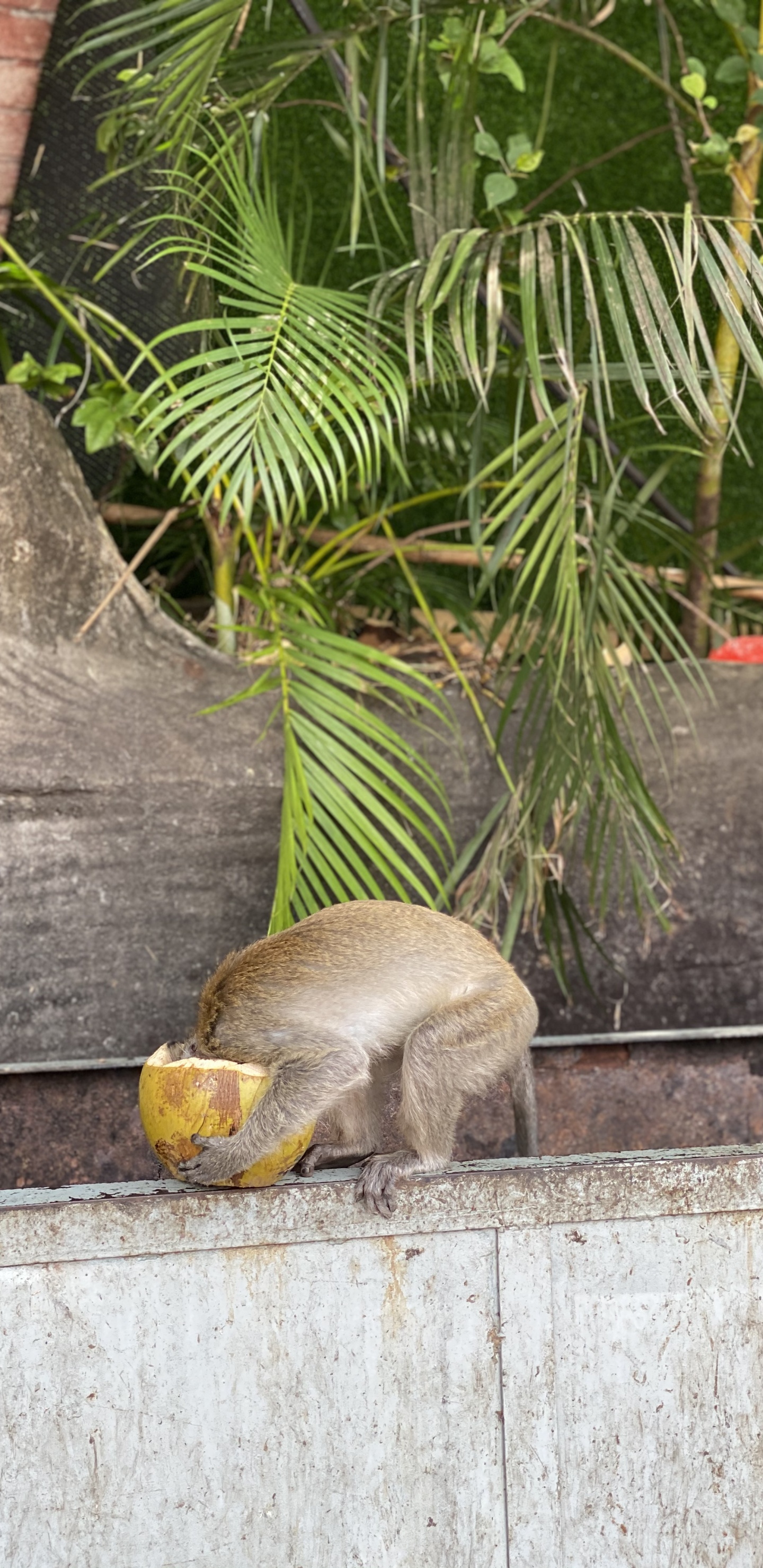 Wissenschaft, Biologie, Anpassung, Botanik, Terrestrische Pflanzen. Wallpaper in 1440x2960 Resolution