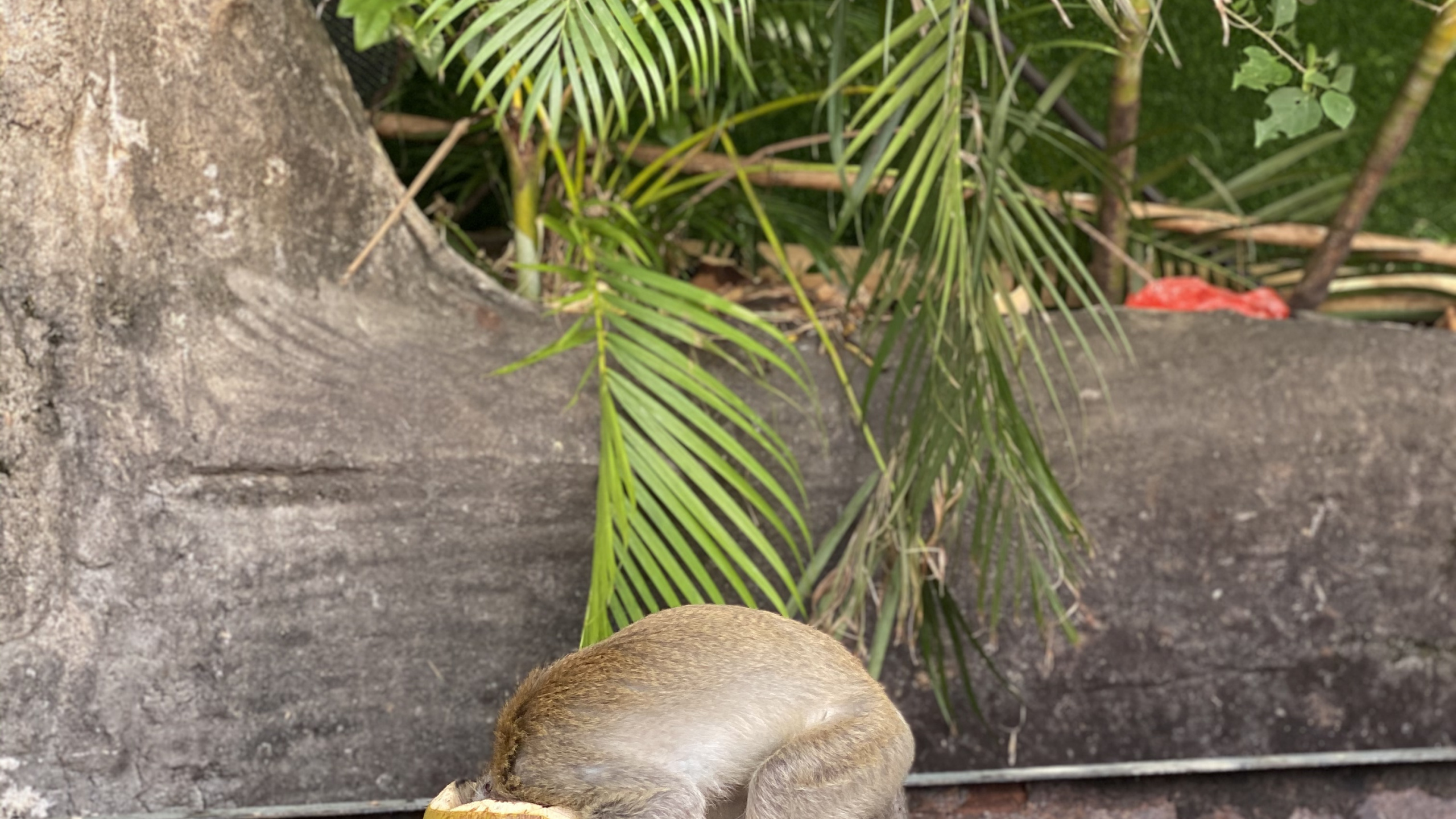 Wissenschaft, Biologie, Anpassung, Botanik, Terrestrische Pflanzen. Wallpaper in 2560x1440 Resolution