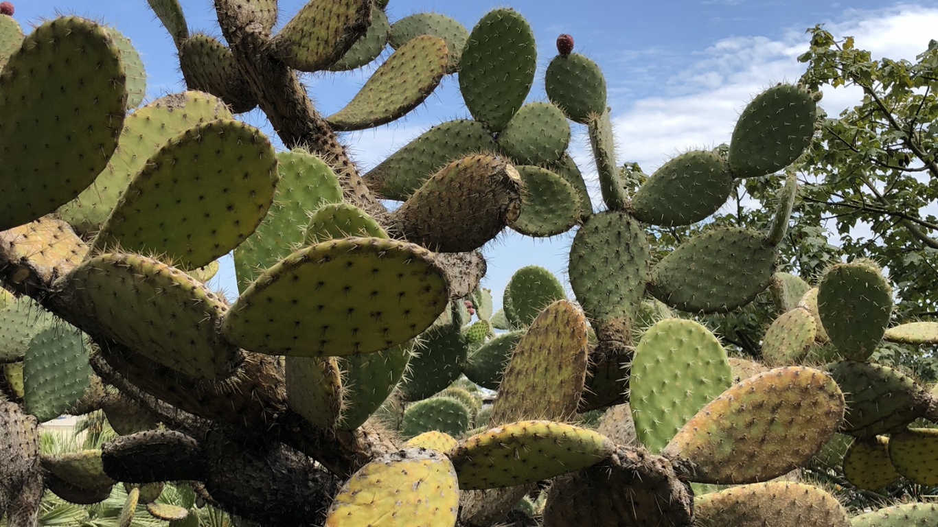 la Vegetación, Bioma, Arbustos, Cactus, Nopal. Wallpaper in 1366x768 Resolution
