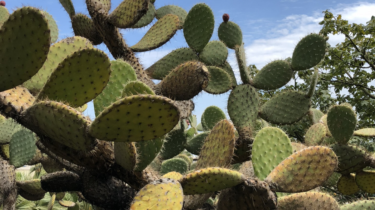 Vegetation, Biome, Shrubland, Cactus, Nopal. Wallpaper in 1280x720 Resolution