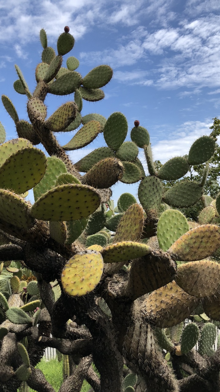 Vegetation, Biome, Shrubland, Cactus, Nopal. Wallpaper in 720x1280 Resolution