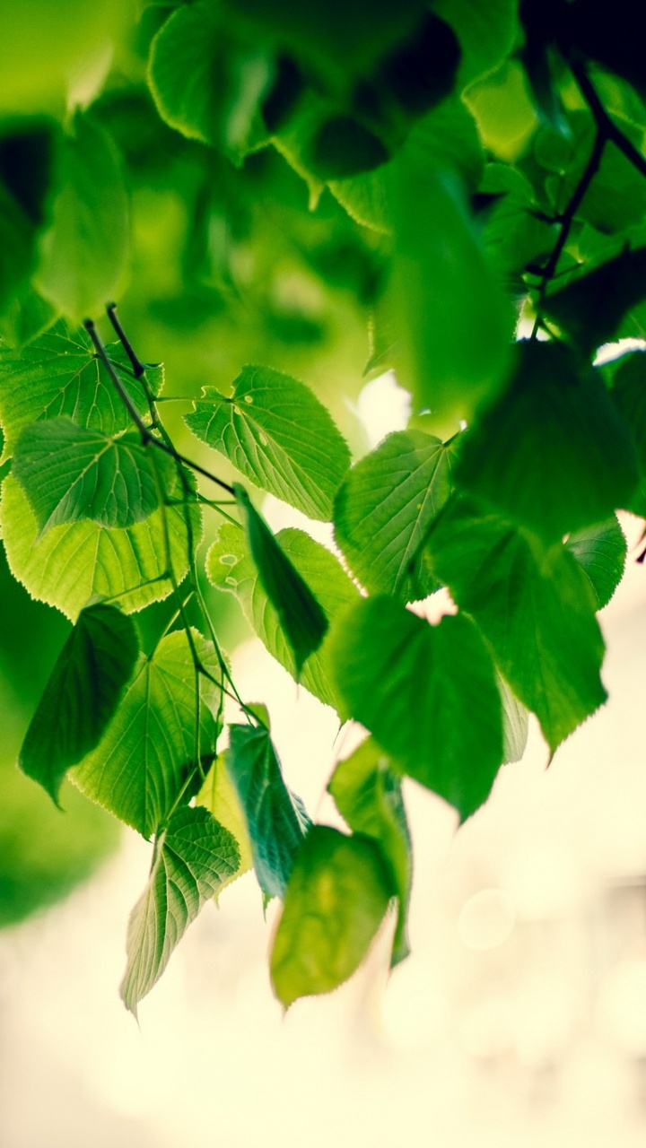 Feuilles Vertes Dans L'objectif à Basculement. Wallpaper in 720x1280 Resolution