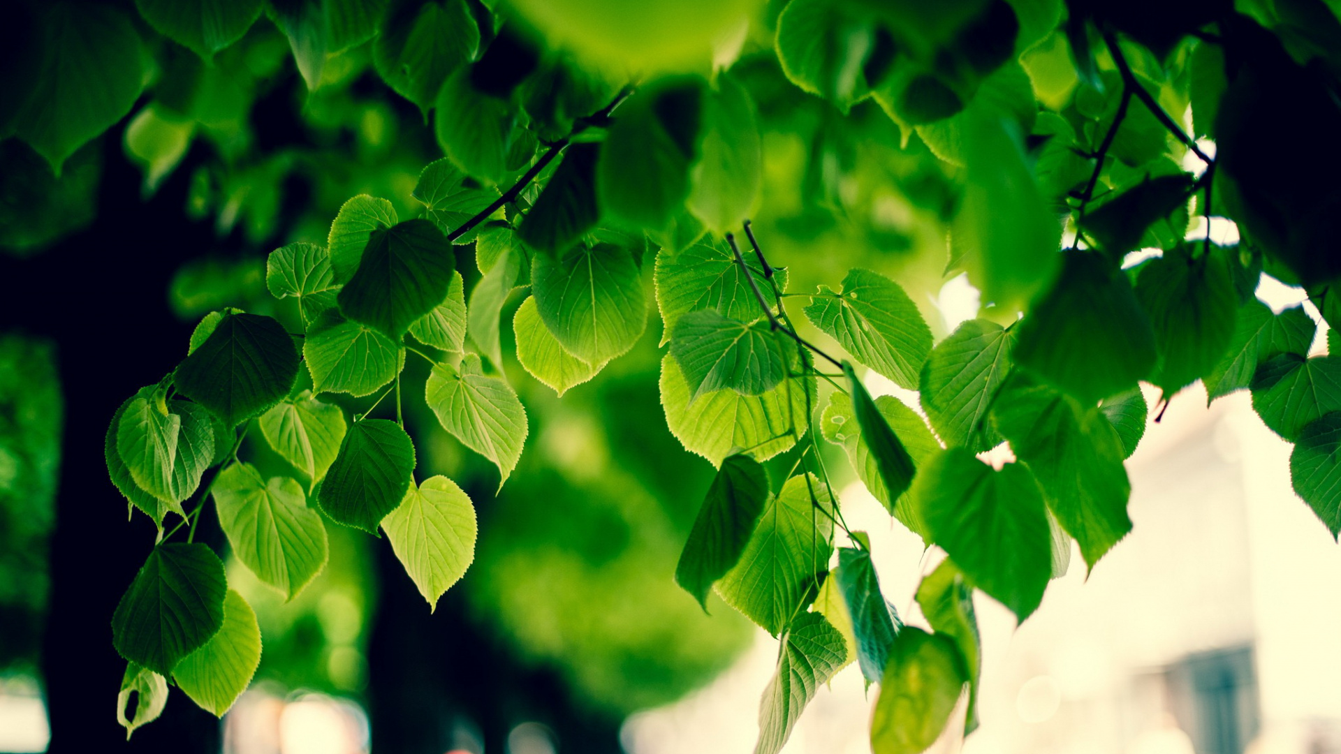 Hojas Verdes en la Lente de Cambio de Inclinación. Wallpaper in 1920x1080 Resolution