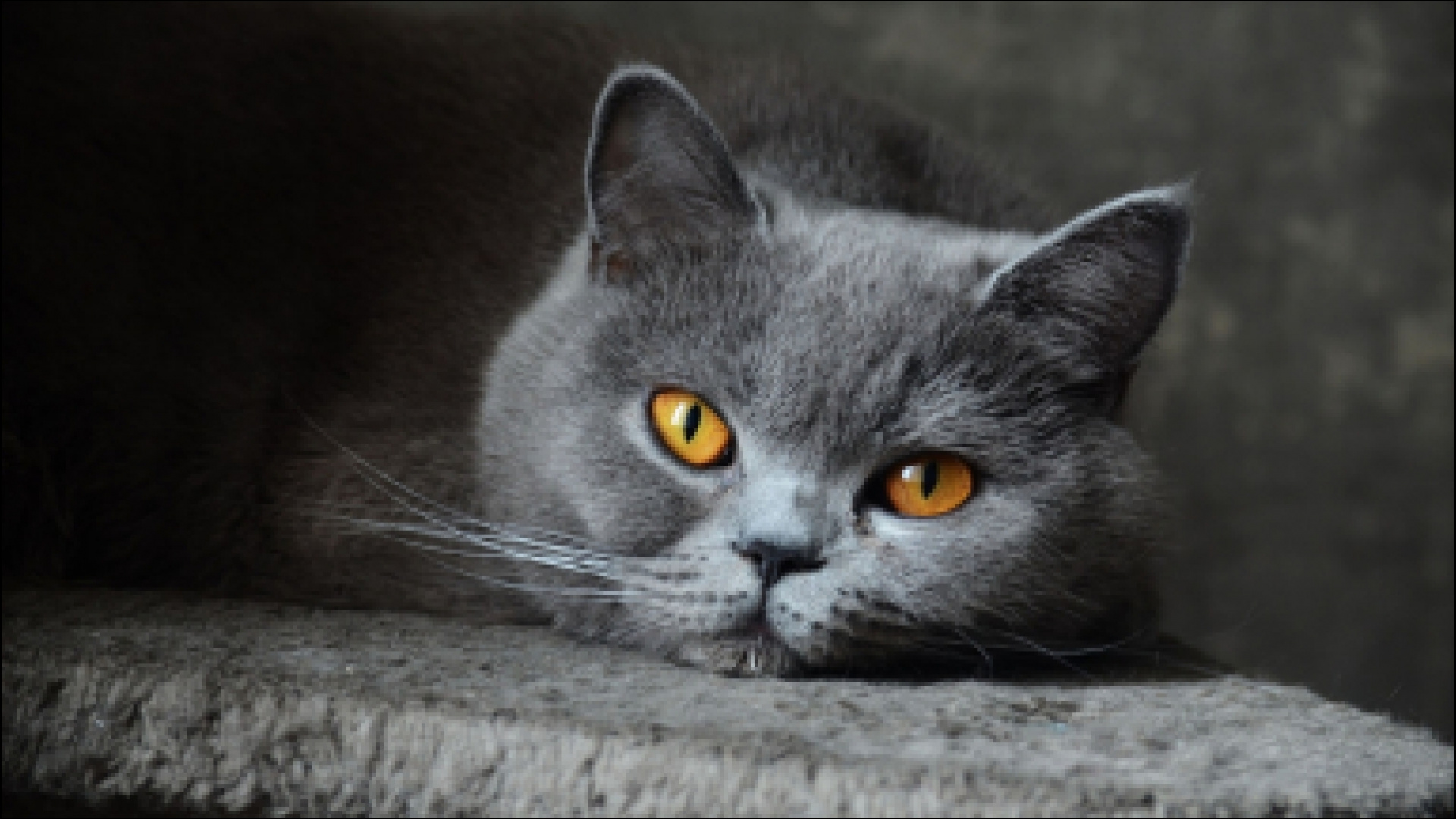 Russian Blue Cat Lying on Concrete Floor. Wallpaper in 1920x1080 Resolution