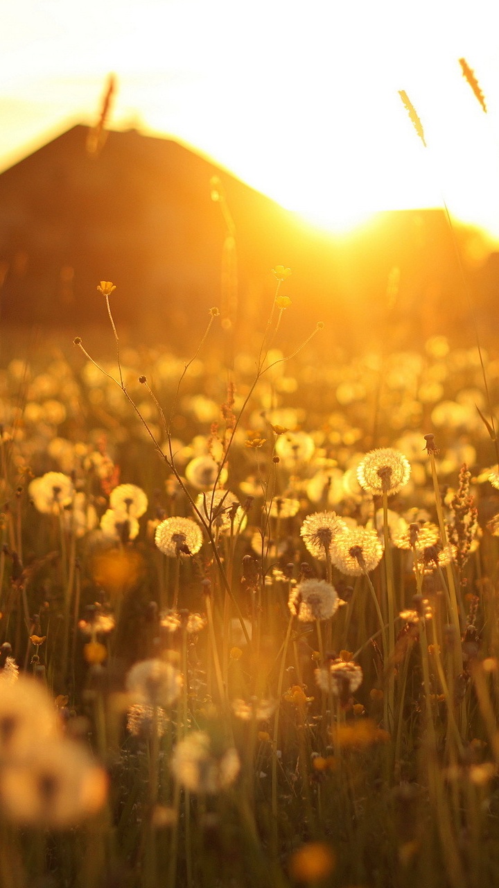 Campo de Diente de León Blanco Durante la Puesta de Sol. Wallpaper in 720x1280 Resolution