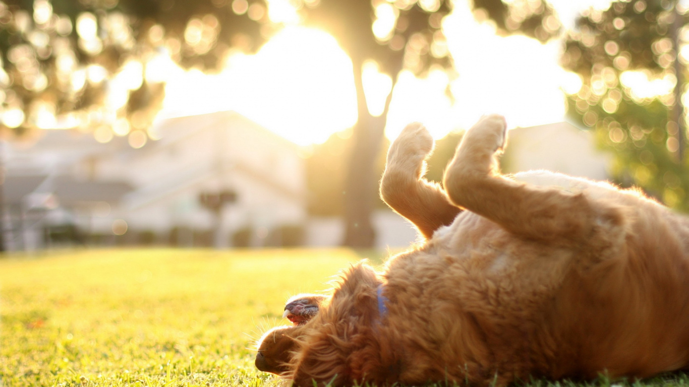 Brown Long Coated Dog Lying on Green Grass During Daytime. Wallpaper in 1366x768 Resolution