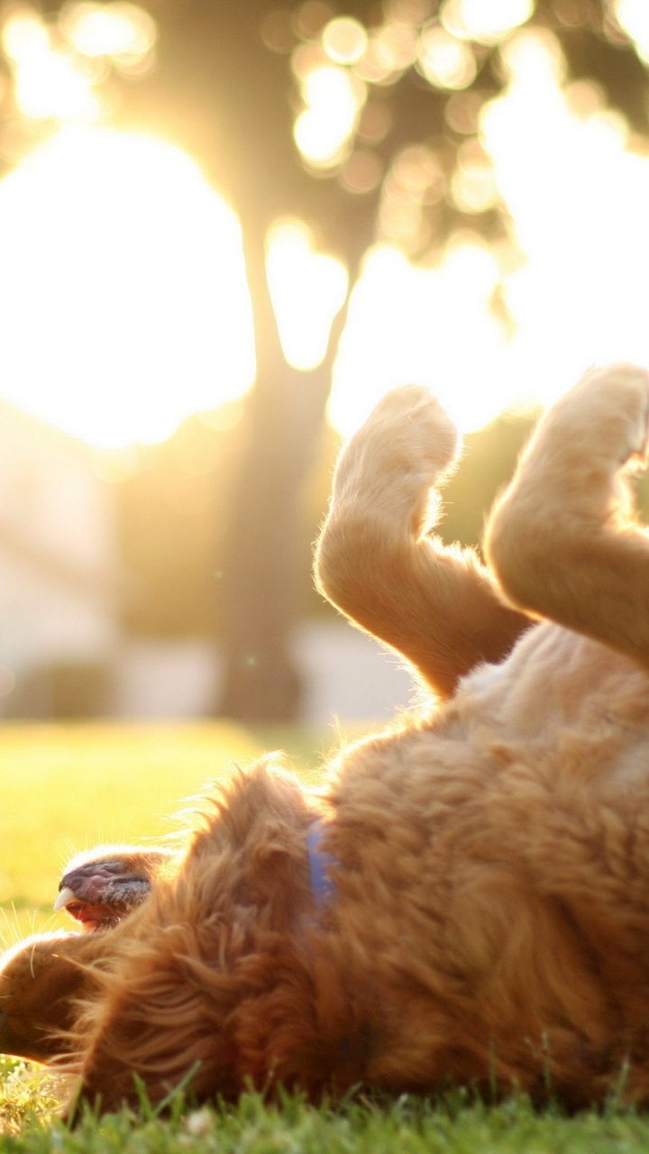 Brown Long Coated Dog Lying on Green Grass During Daytime. Wallpaper in 720x1280 Resolution