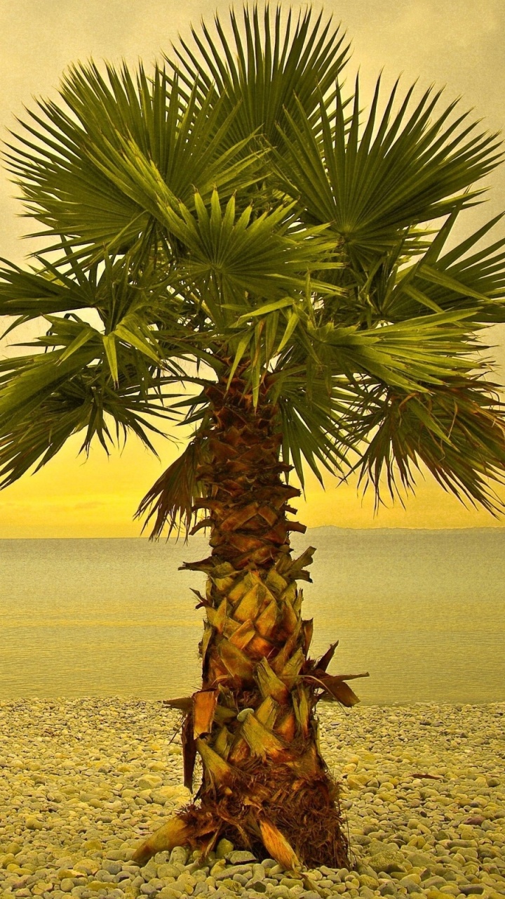 Palmera Verde y Marrón Sobre Arena Gris Durante el Día. Wallpaper in 720x1280 Resolution