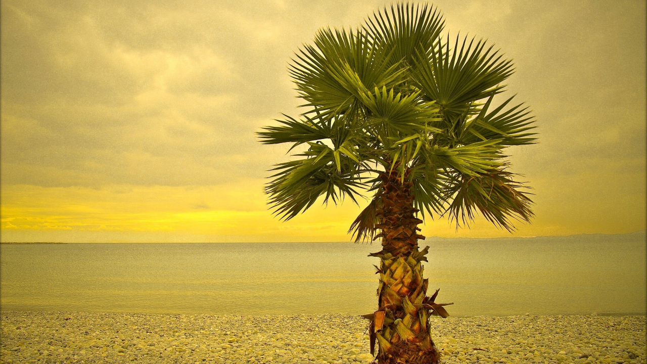Green and Brown Palm Tree on Gray Sand During Daytime. Wallpaper in 1280x720 Resolution