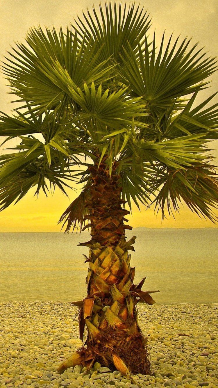 Green and Brown Palm Tree on Gray Sand During Daytime. Wallpaper in 750x1334 Resolution