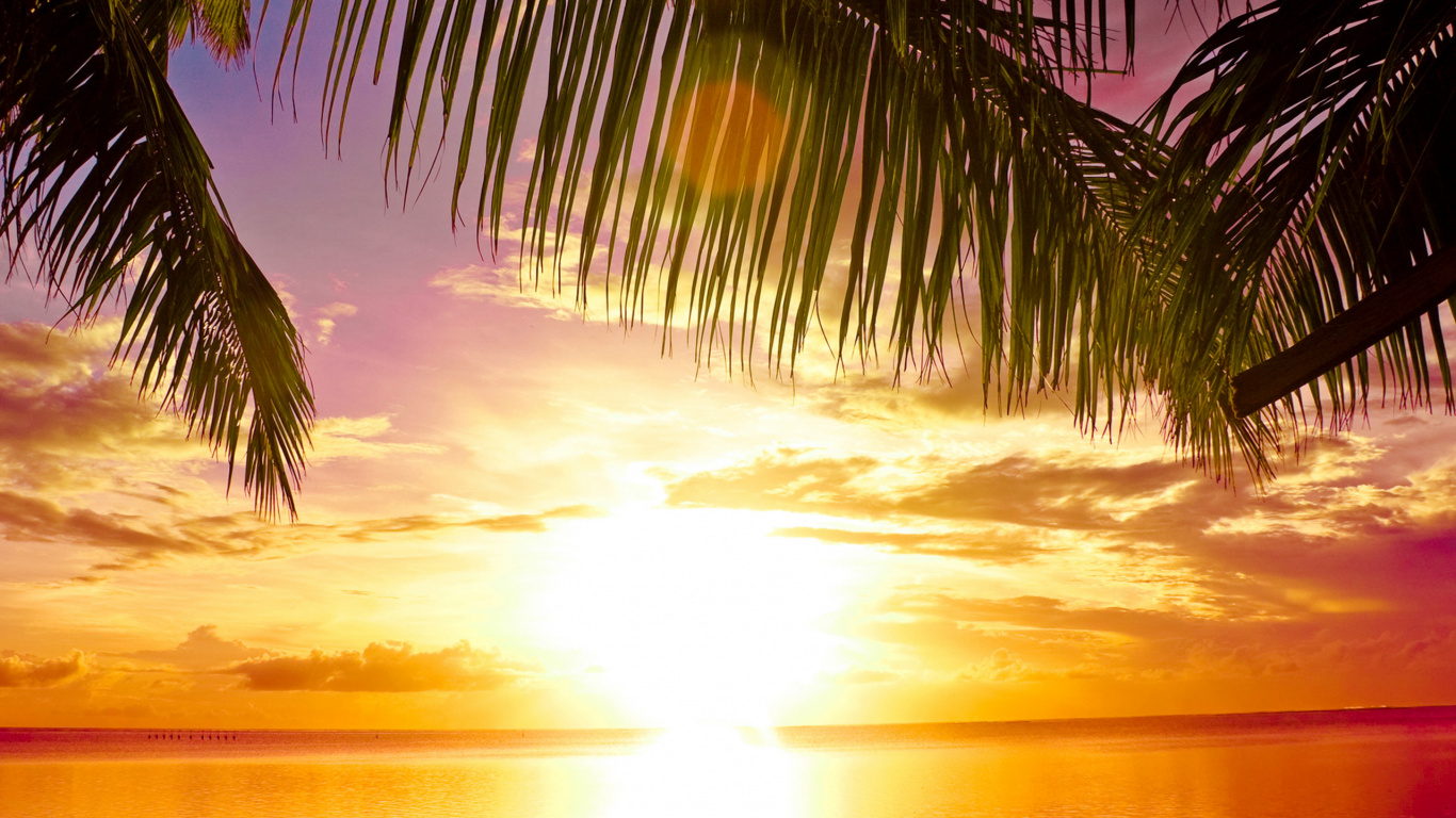 Coconut Tree Near Sea During Sunset. Wallpaper in 1366x768 Resolution