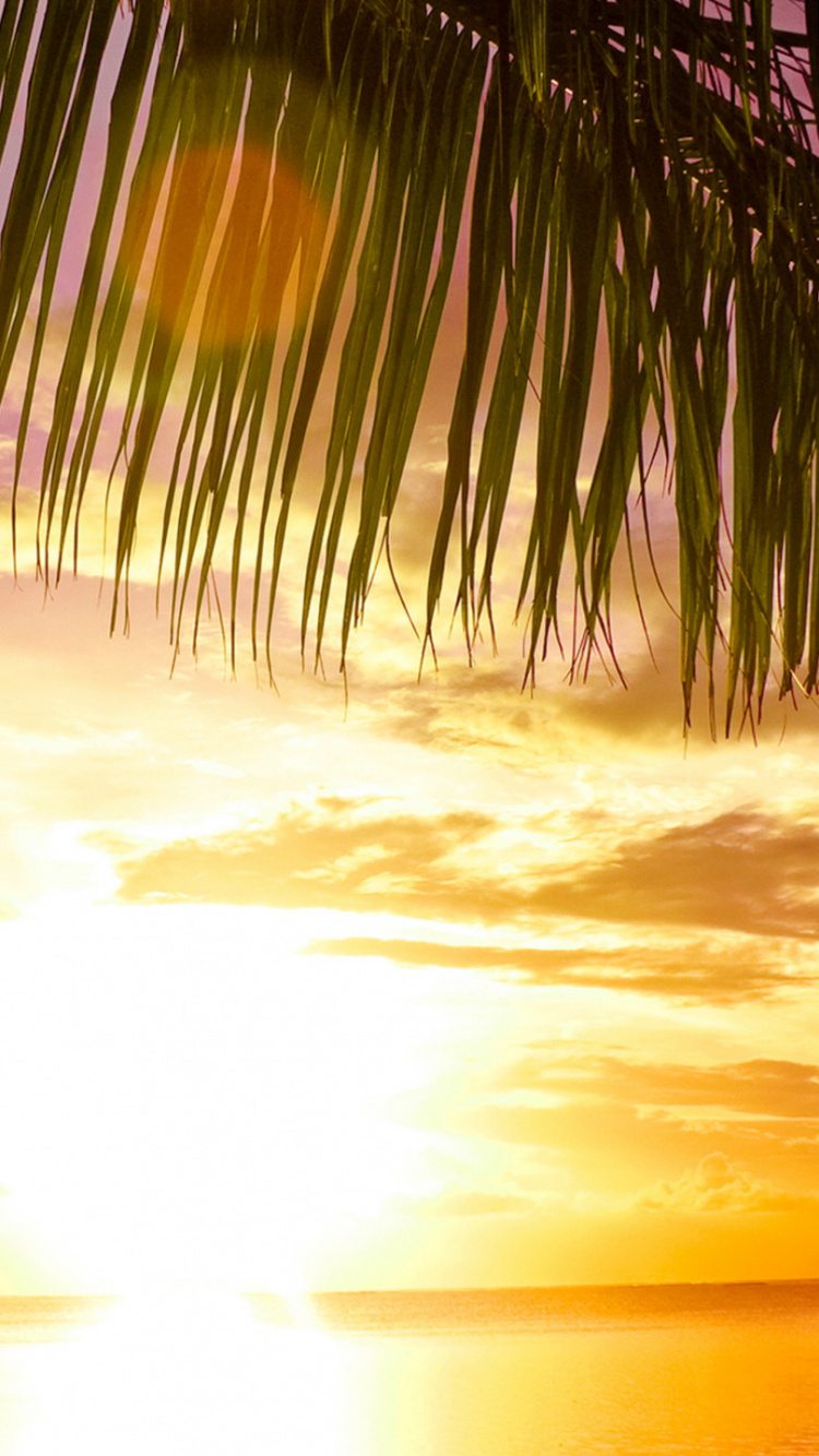 Cocotier Près de la Mer au Coucher du Soleil. Wallpaper in 750x1334 Resolution