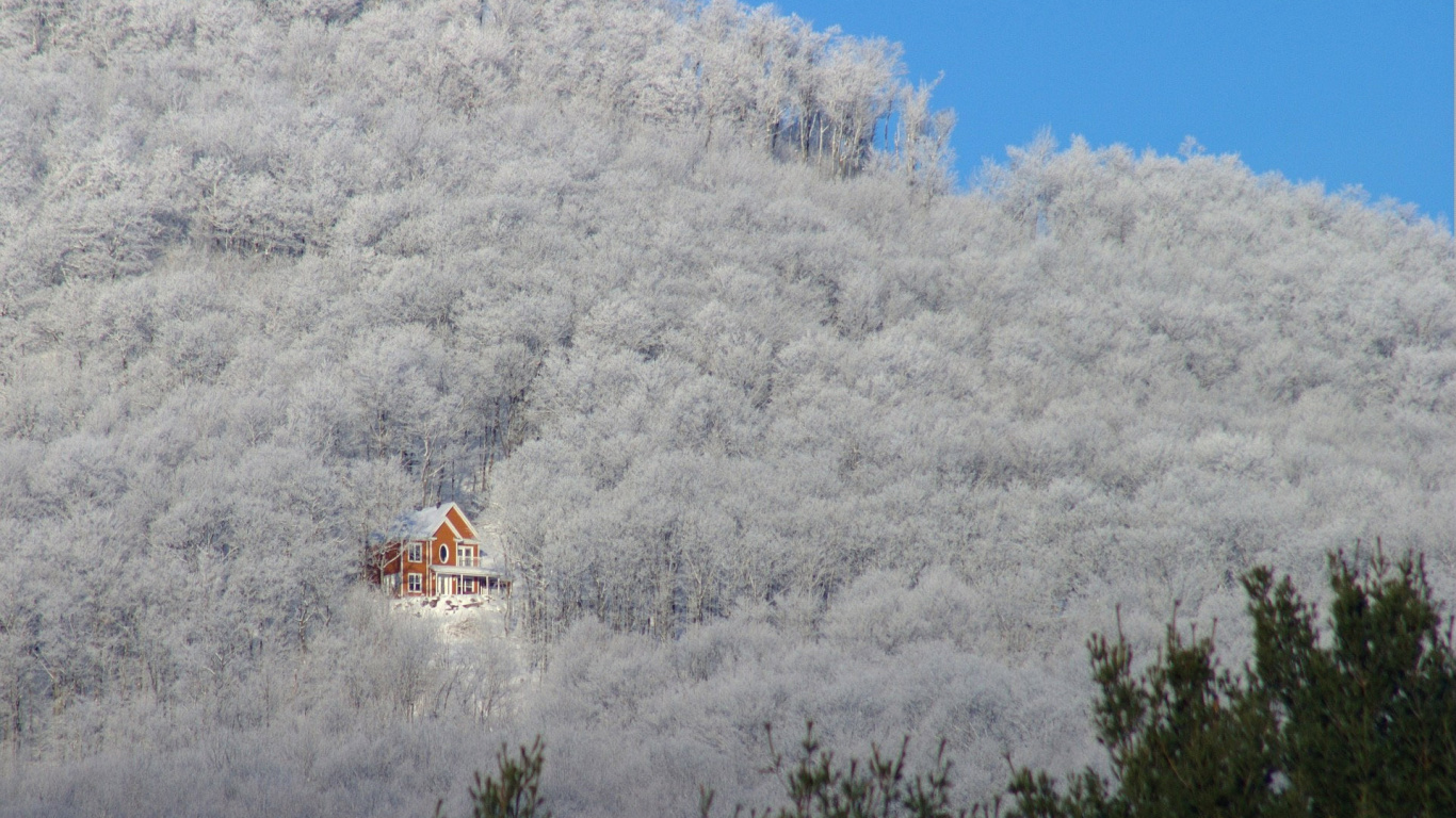 Maison en Bois Marron et Blanc Entourée D'arbres Sous Ciel Bleu Pendant la Journée. Wallpaper in 1366x768 Resolution