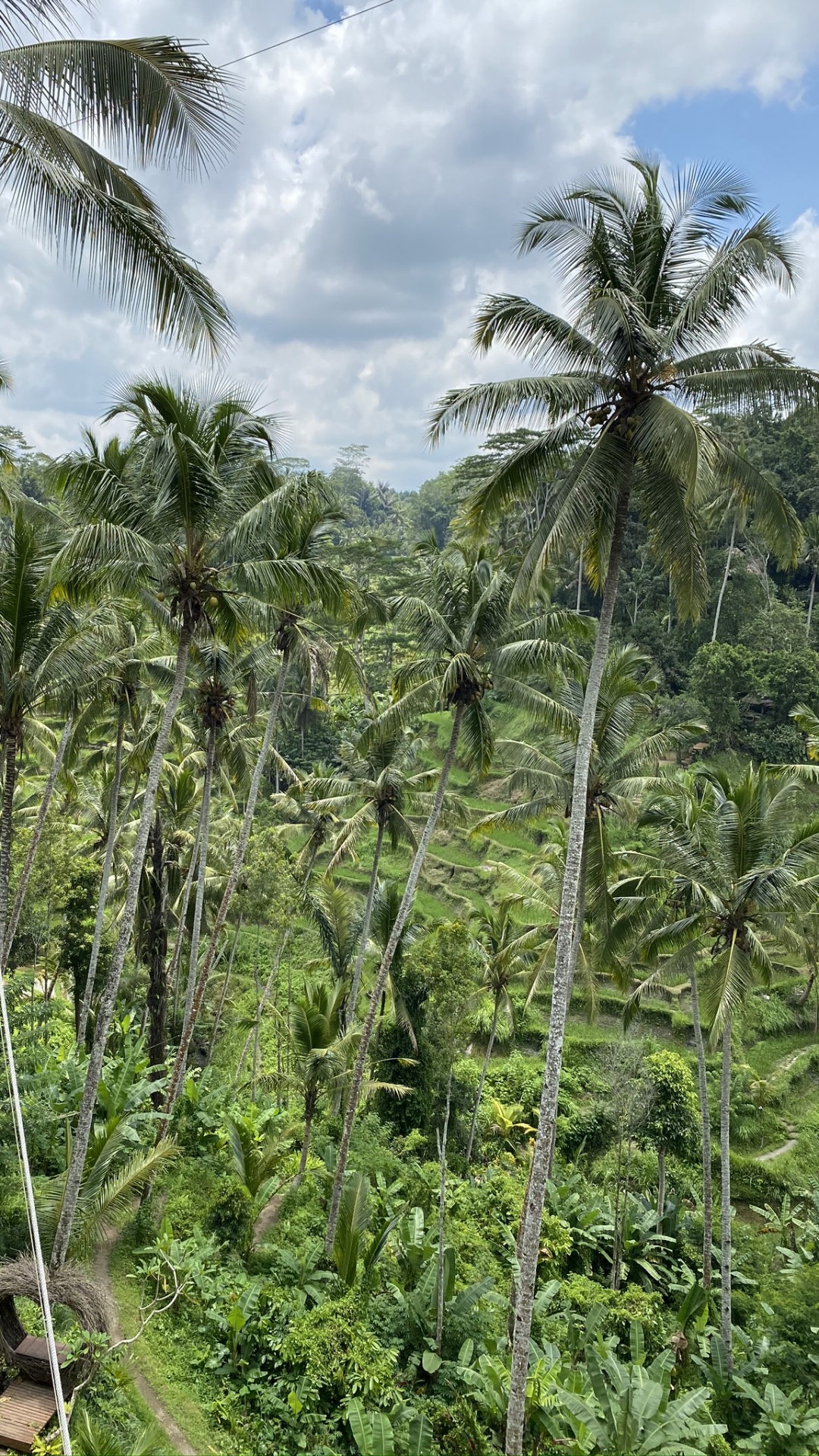 Végétation, Biome, De Babassu, Rainforest, Nature. Wallpaper in 1080x1920 Resolution