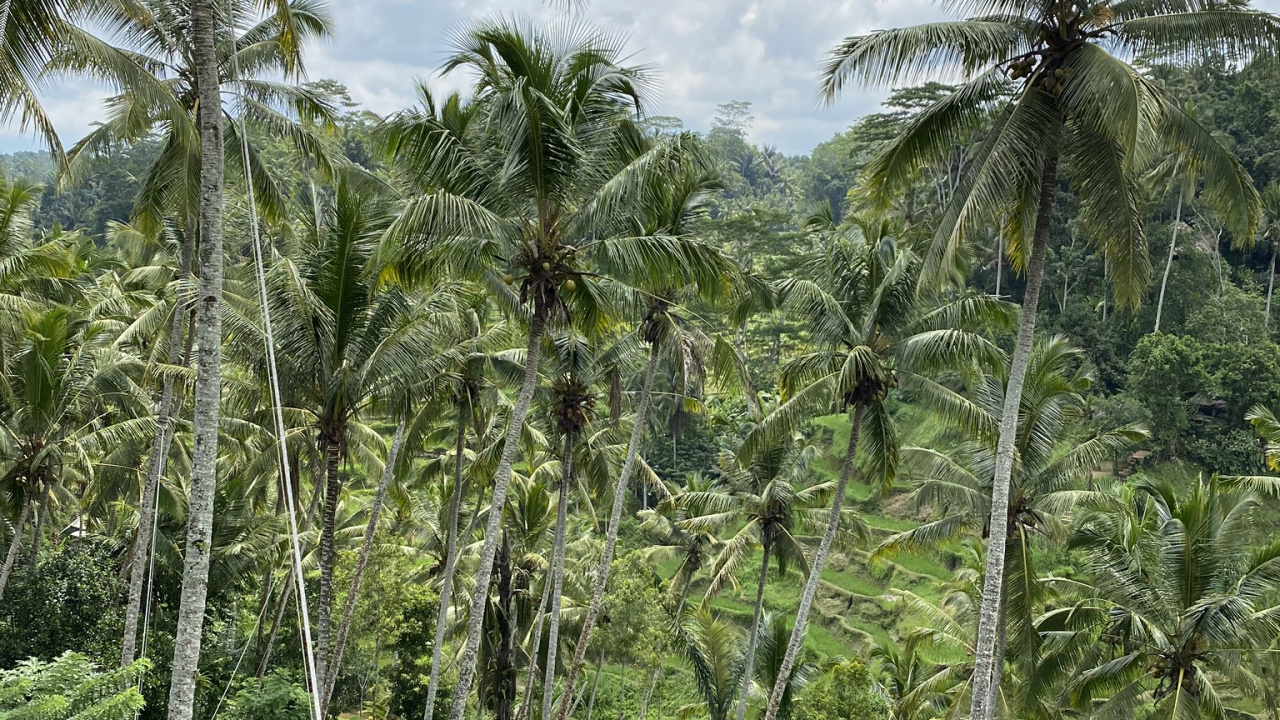 Végétation, Biome, De Babassu, Rainforest, Nature. Wallpaper in 1280x720 Resolution