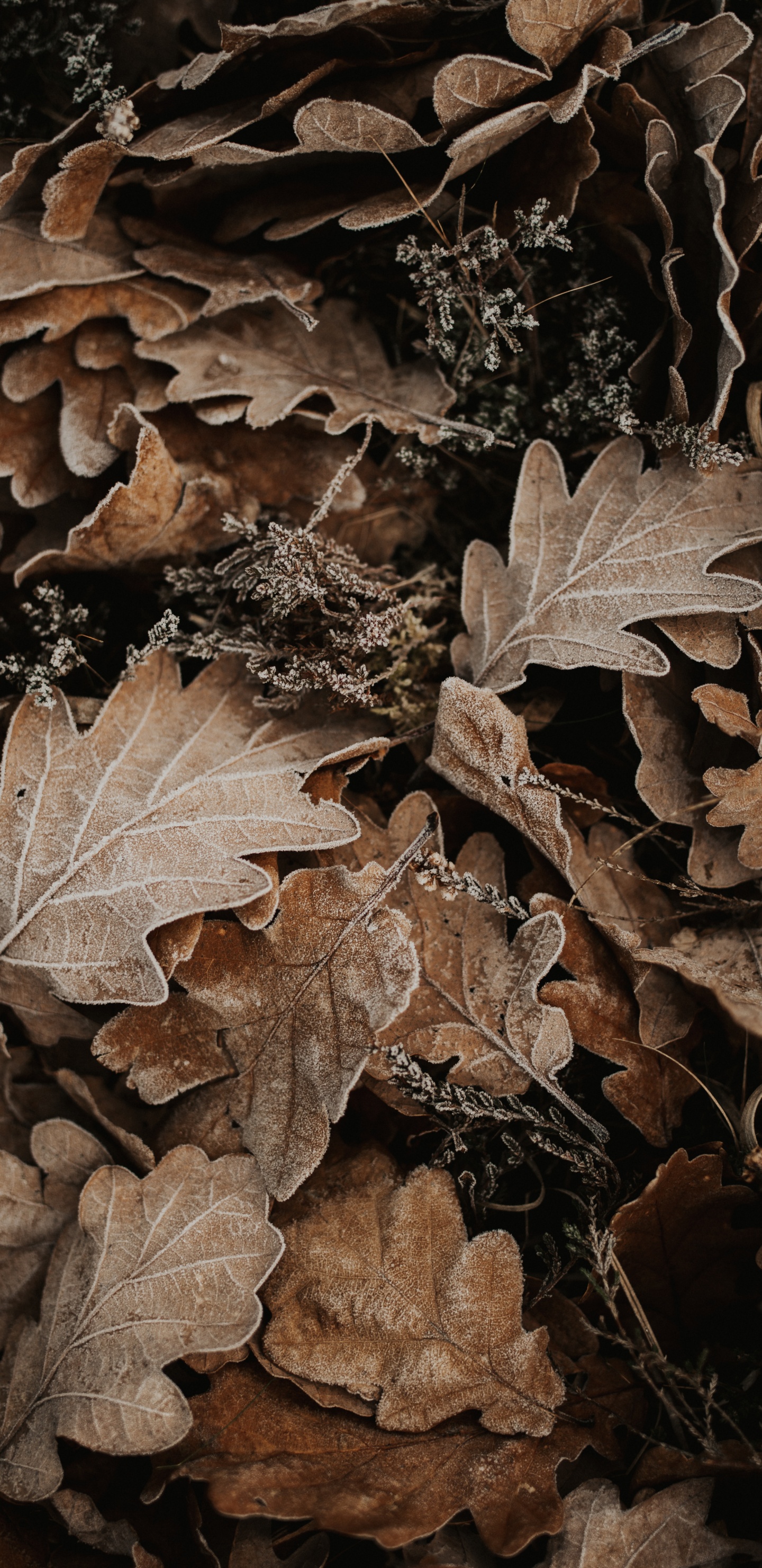 Herbst, Blatt, Brown, Baum, Flugzeug. Wallpaper in 1440x2960 Resolution
