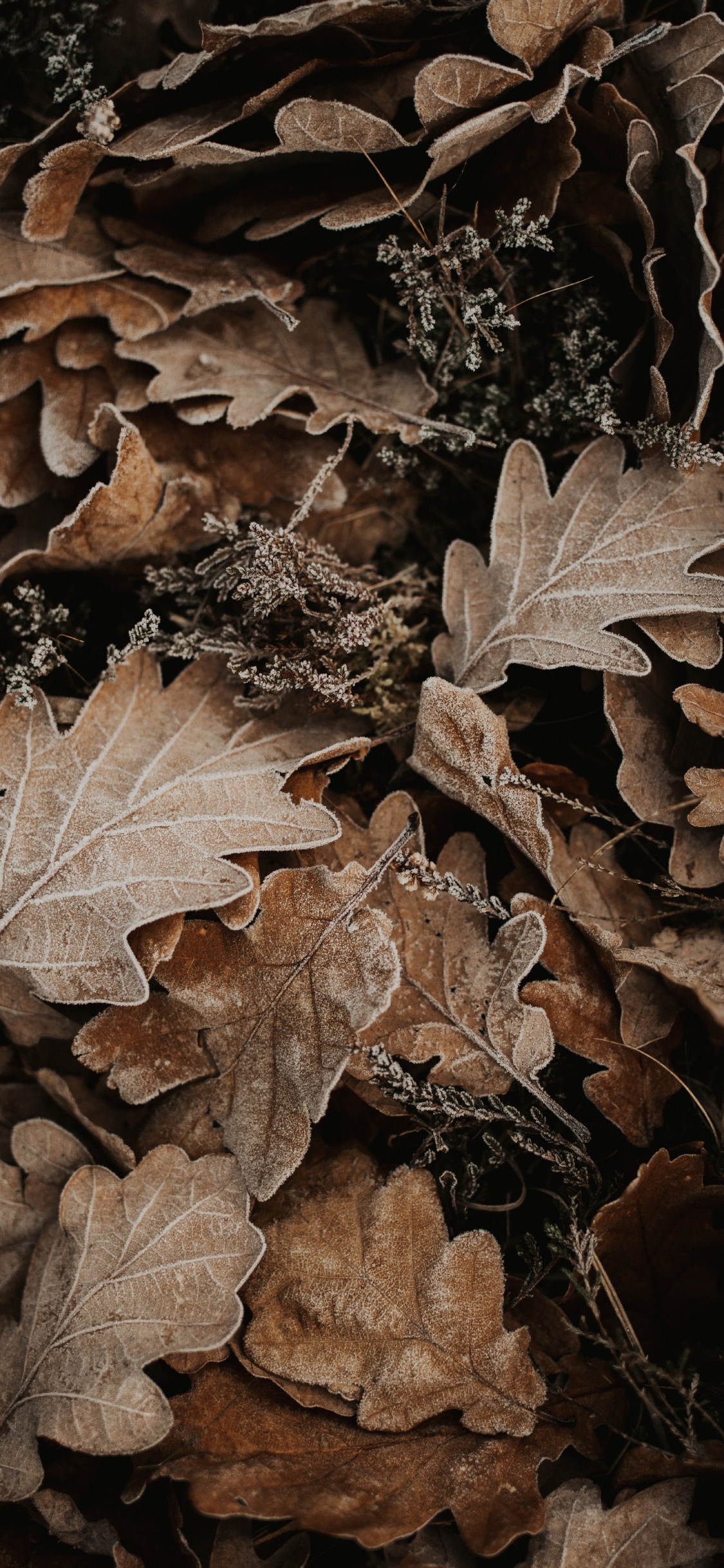 Feuille, Brown, la Feuille D'érable, Vidéo, Chêne. Wallpaper in 1125x2436 Resolution