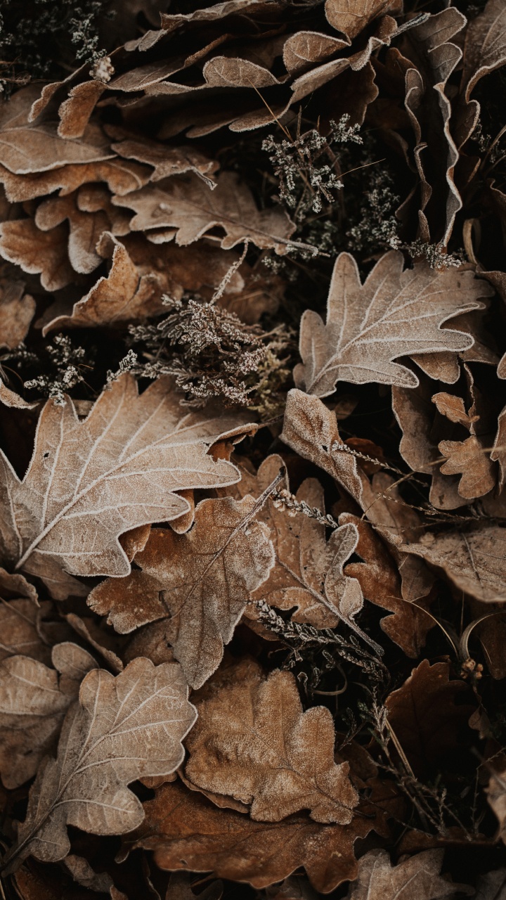 Feuille, Brown, la Feuille D'érable, Vidéo, Chêne. Wallpaper in 720x1280 Resolution