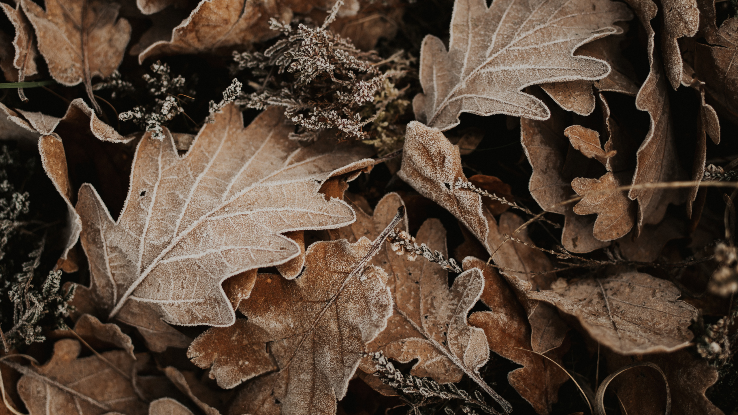 Autumn, Leaf, Brown, Plant, Tree. Wallpaper in 2560x1440 Resolution