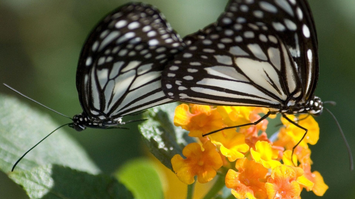 Papillon Noir et Blanc Perché Sur Une Fleur Jaune en Photographie Rapprochée Pendant la Journée. Wallpaper in 1366x768 Resolution