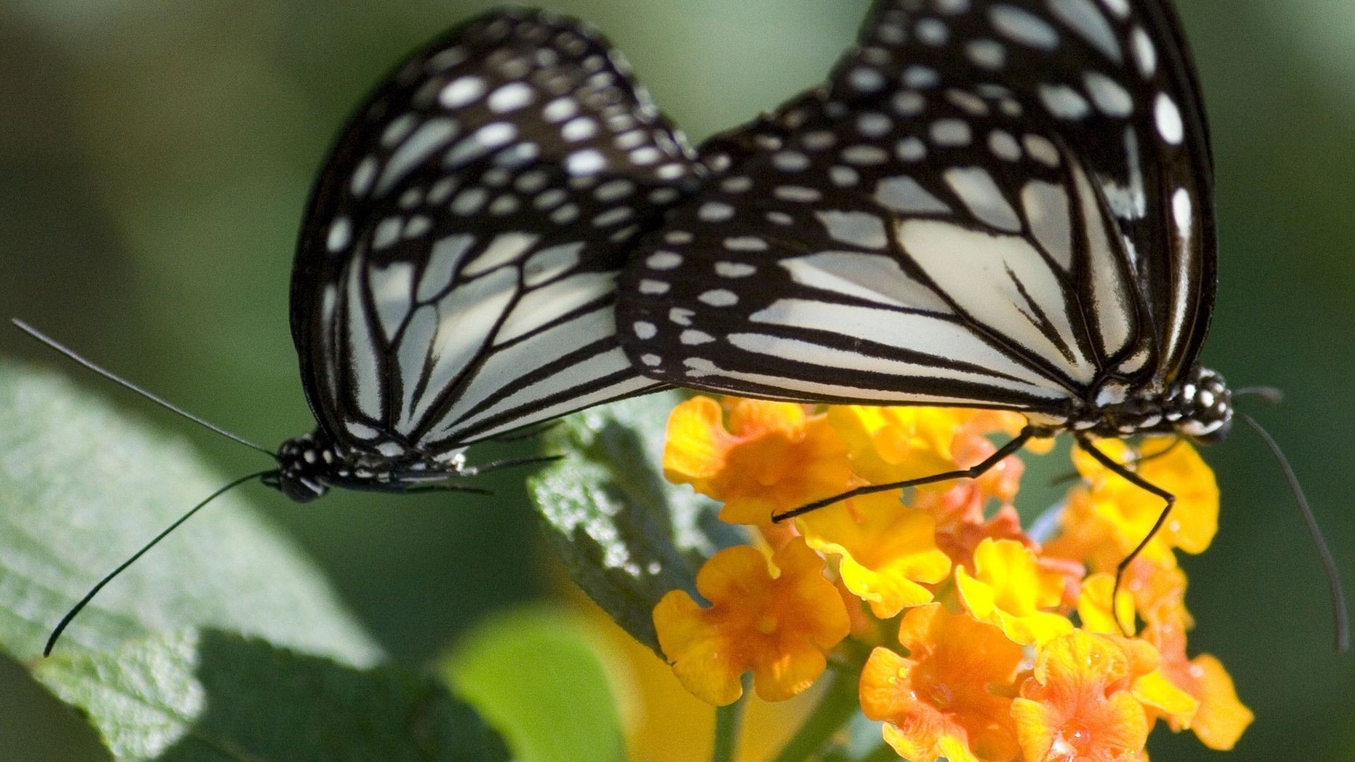 Schwarz-Weiß-Schmetterling Thront Auf Gelber Blume in Nahaufnahme Während Des Tages. Wallpaper in 1920x1080 Resolution