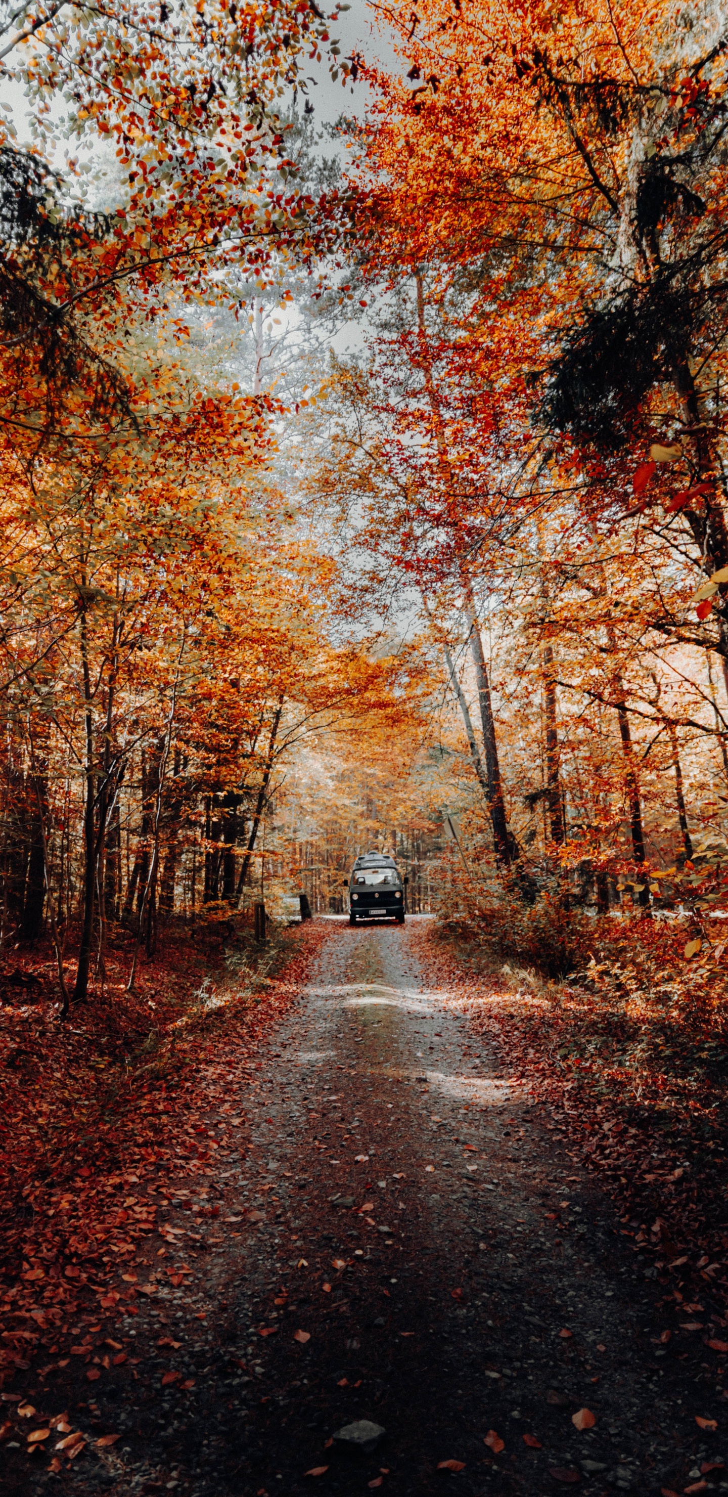 Nature, Paysage Naturel, Feuille, Environnement Naturel, Forêt. Wallpaper in 1440x2960 Resolution