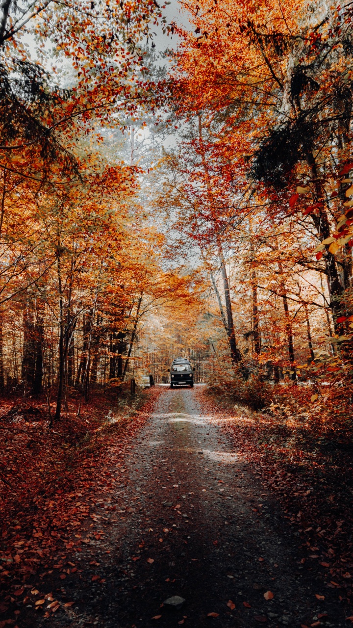 Tree, Nature, Natural Landscape, Leaf, Autumn. Wallpaper in 720x1280 Resolution