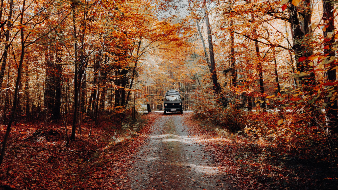 Naturaleza, Paisaje Natural, Entorno Natural, de Hoja Caduca, la Hoja de Arce. Wallpaper in 1366x768 Resolution
