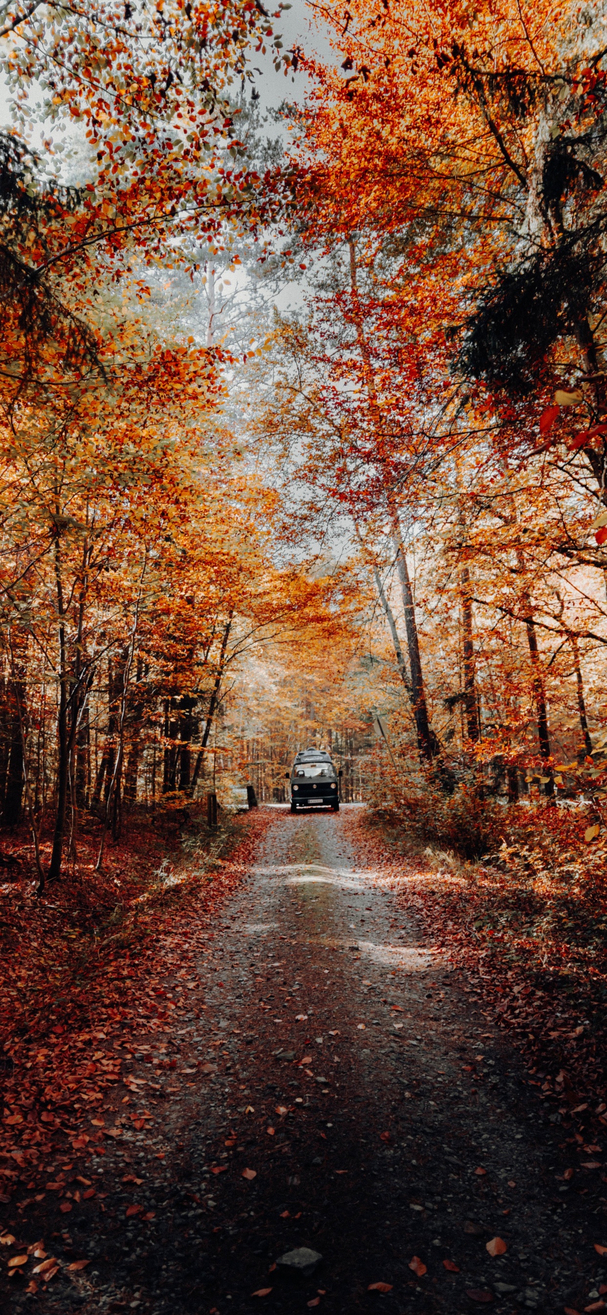 Baum, Natur, Naturlandschaft, Blatt, Herbst. Wallpaper in 1242x2688 Resolution