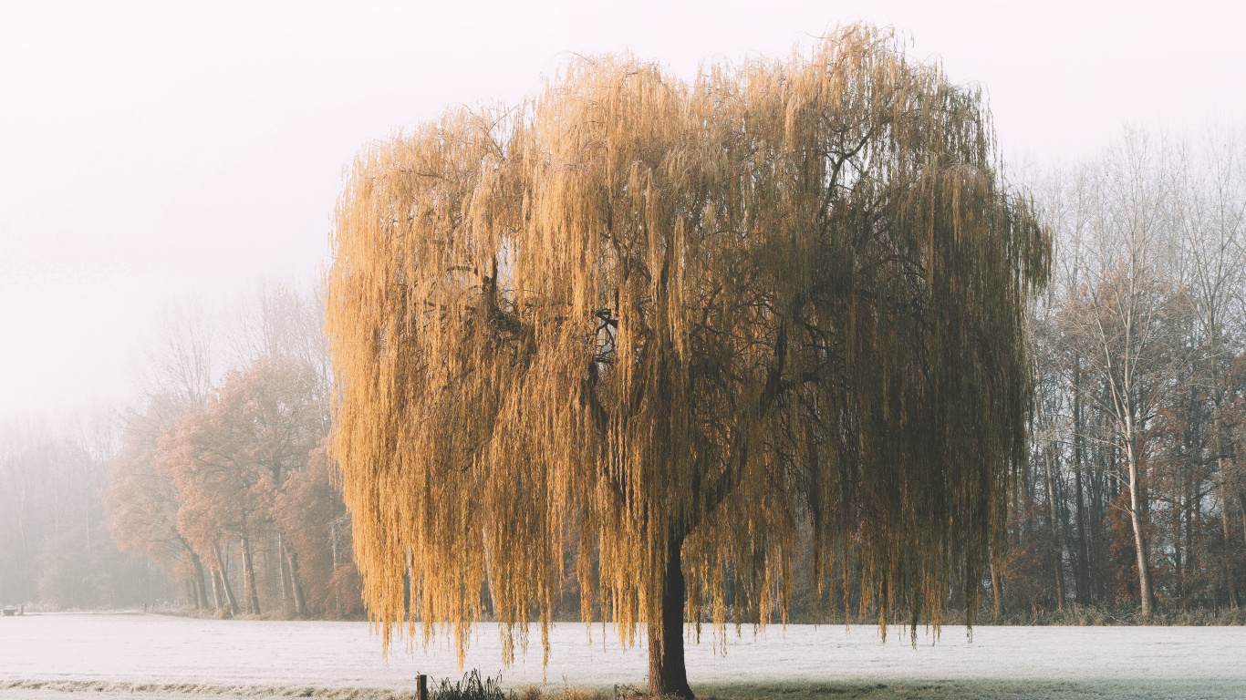 Natur, Morgen, Naturlandschaft, Schnee, Frost. Wallpaper in 1366x768 Resolution