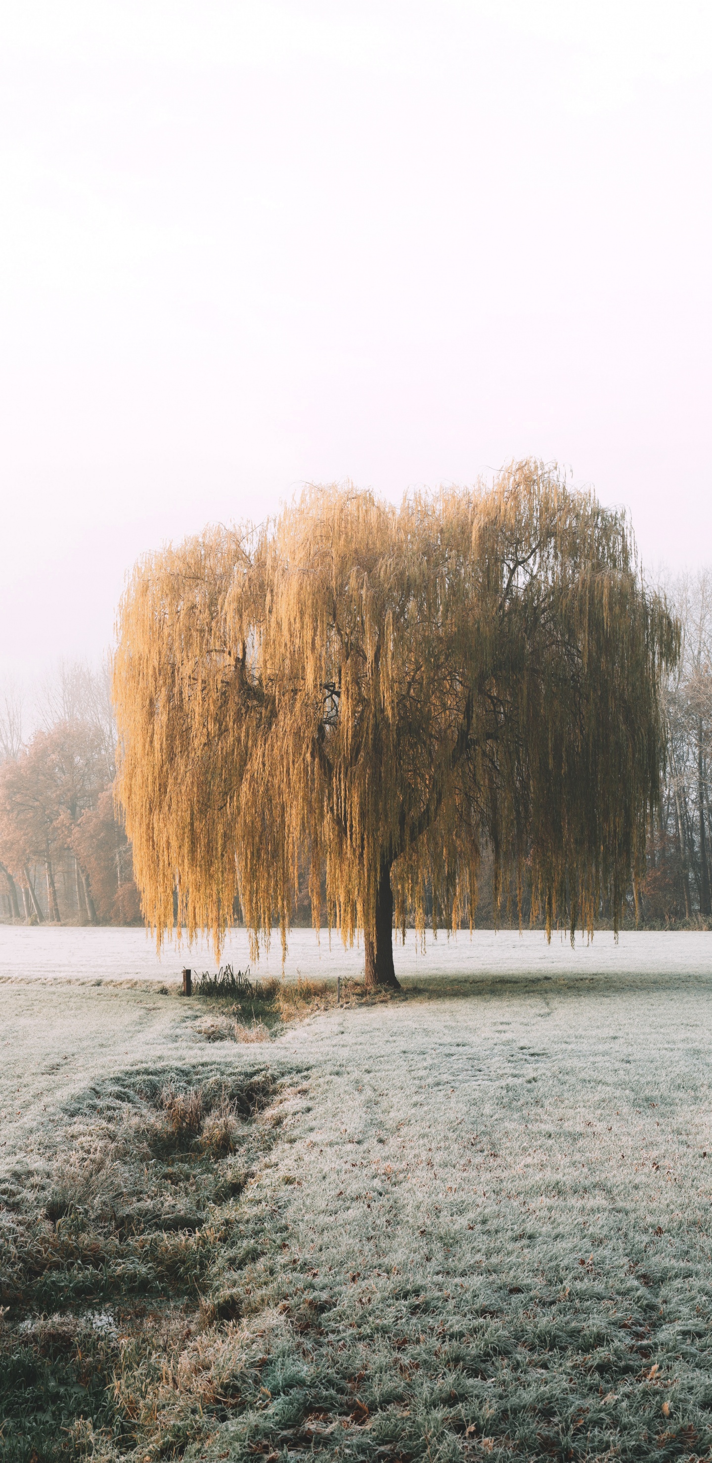 Natur, Morgen, Naturlandschaft, Schnee, Frost. Wallpaper in 1440x2960 Resolution