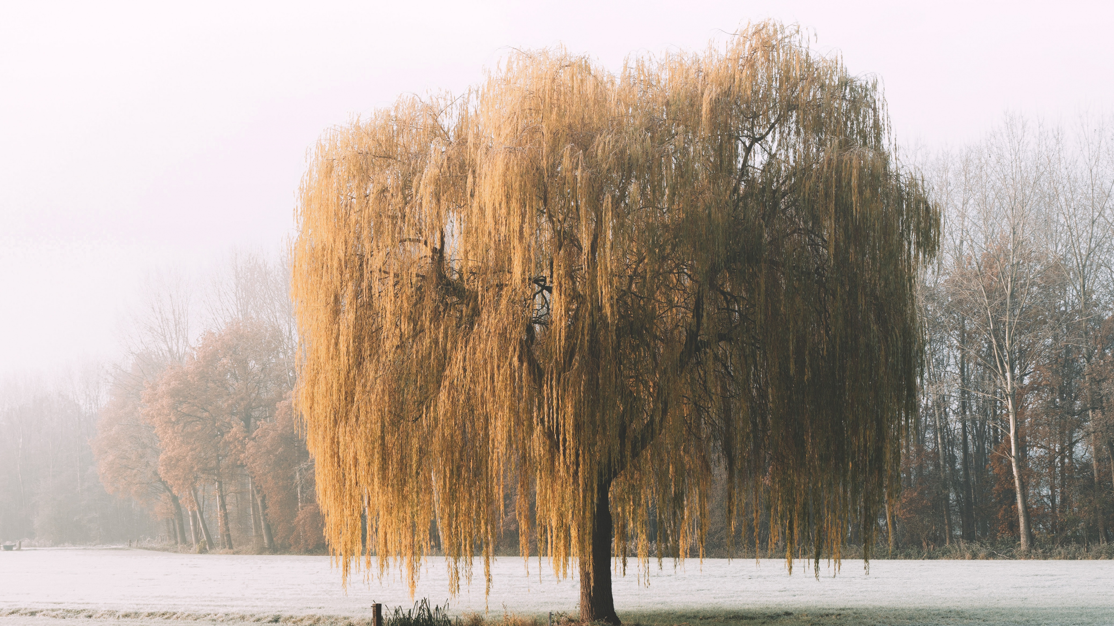 Natur, Morgen, Naturlandschaft, Schnee, Frost. Wallpaper in 3840x2160 Resolution