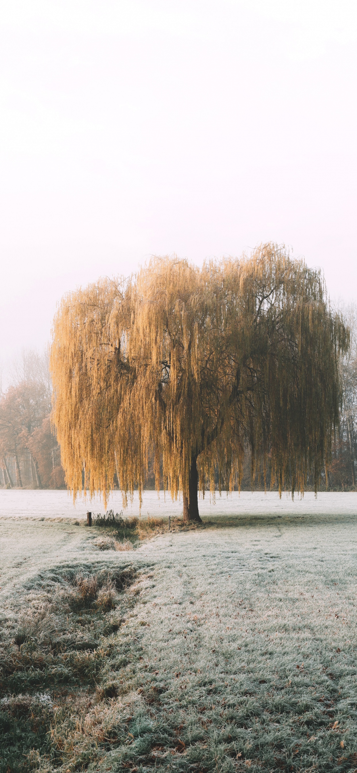 Nature, Matin, Paysage Naturel, Neige, Gel. Wallpaper in 1242x2688 Resolution