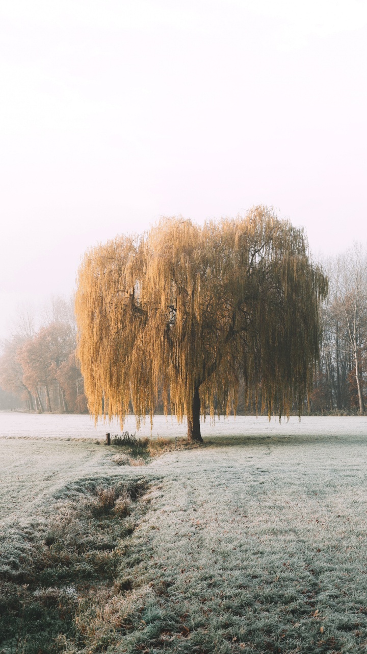 Nature, Matin, Paysage Naturel, Neige, Gel. Wallpaper in 720x1280 Resolution