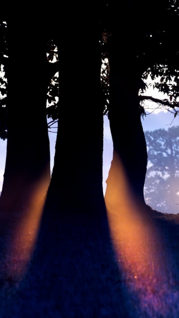 Silhouette D'arbres au Coucher du Soleil. Wallpaper in 720x1280 Resolution