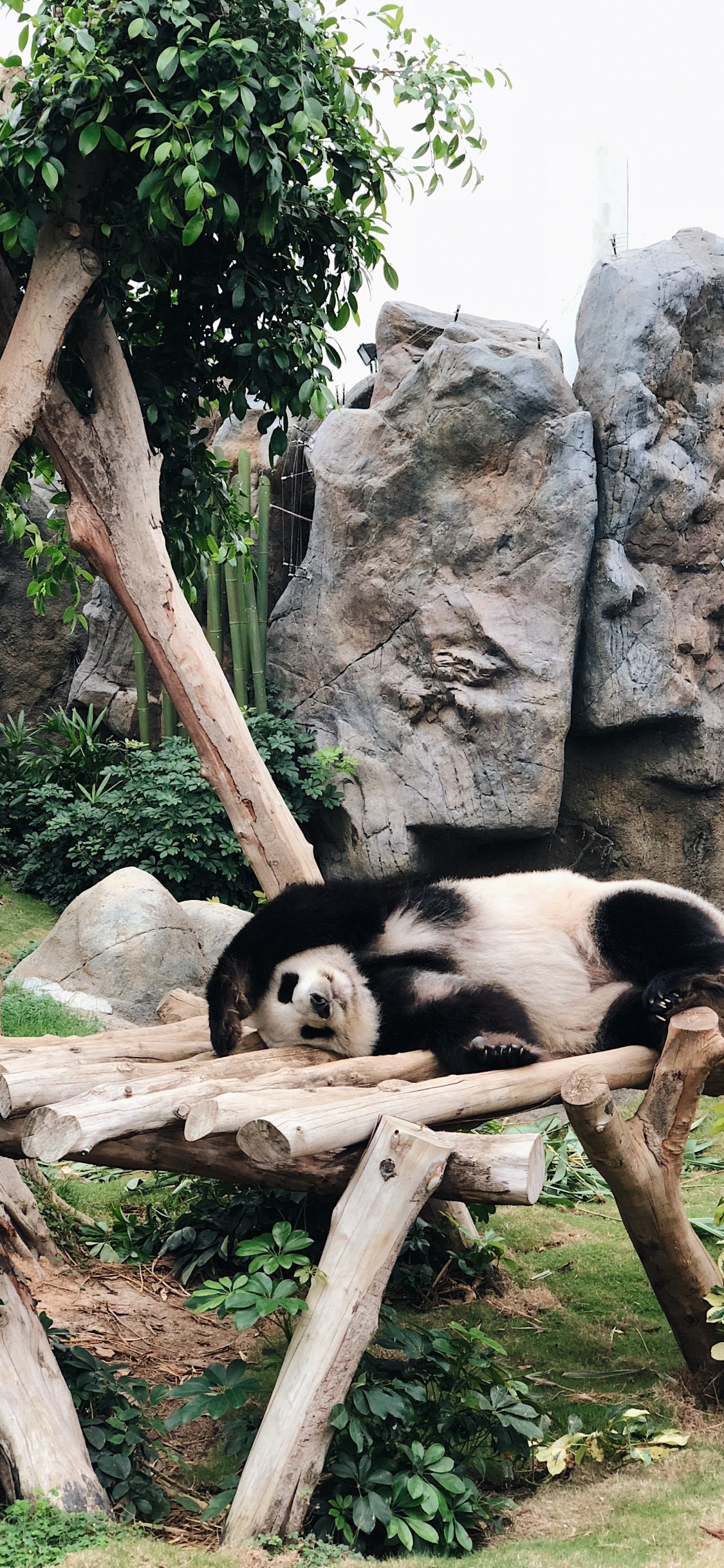 China, Pandas, Hong Kong, el Panda Gigante, Los Animales Terrestres. Wallpaper in 1125x2436 Resolution