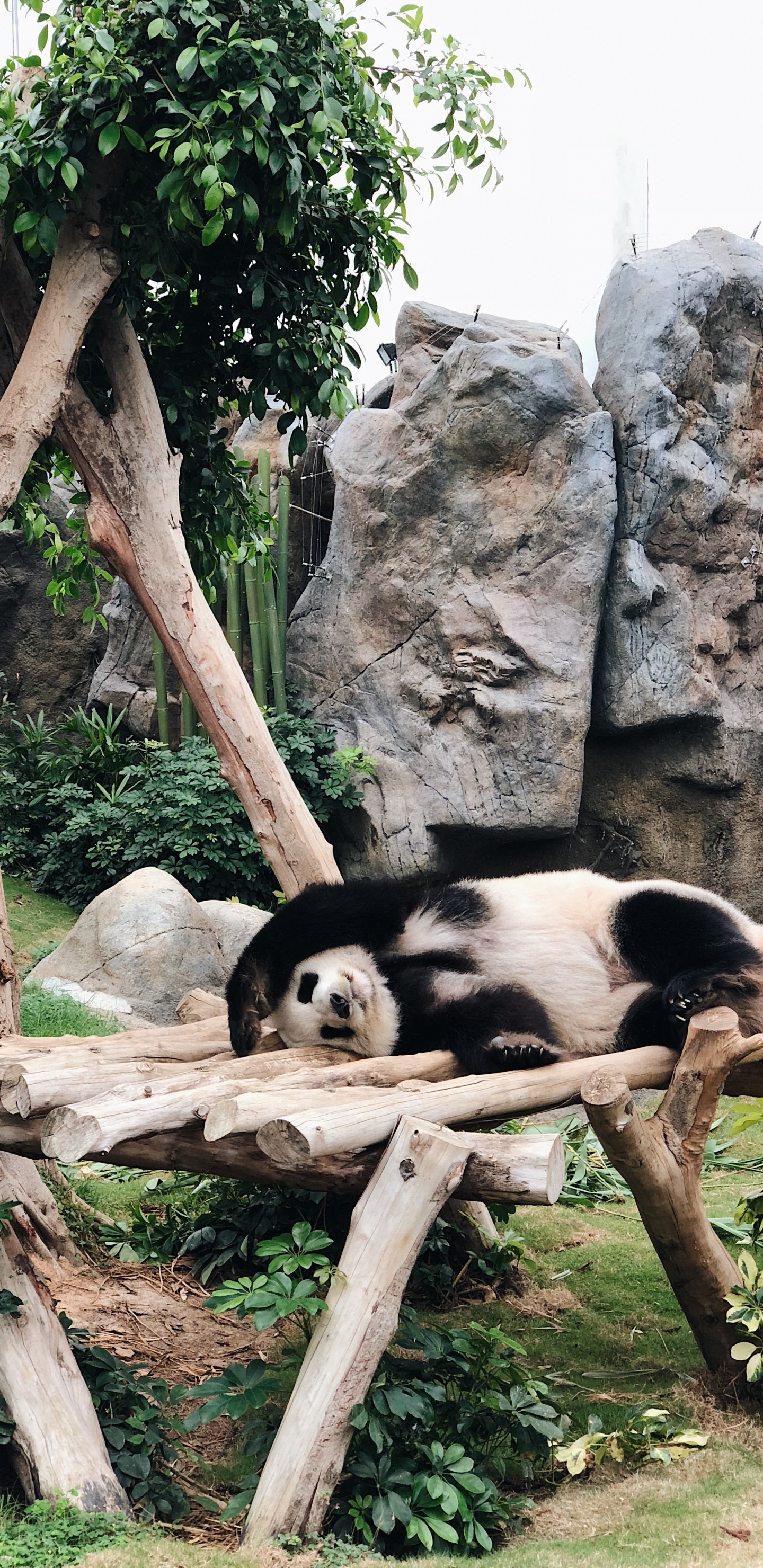 China, Pandas, Hongkong, Pandabären, Terrestrische Tier. Wallpaper in 1440x2960 Resolution