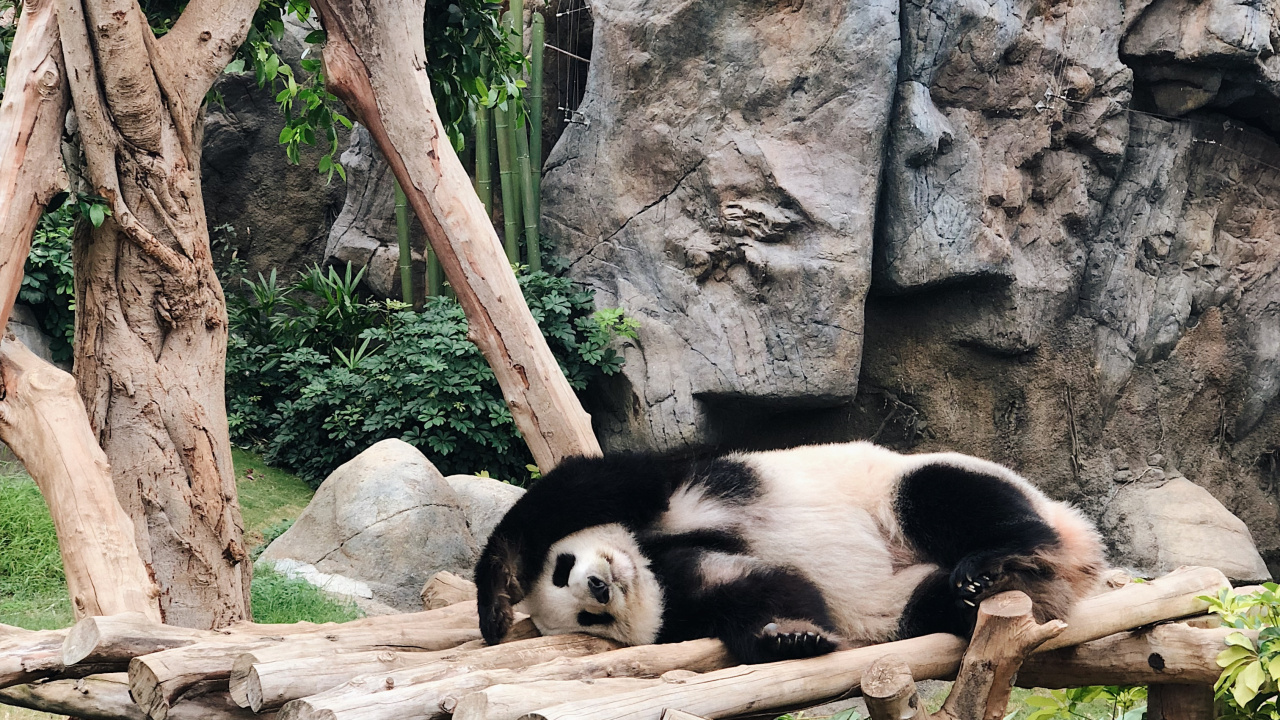 la Chine, Hong Kong, Panda, Pour Les Animaux Terrestres, la Réserve Naturelle De. Wallpaper in 1280x720 Resolution