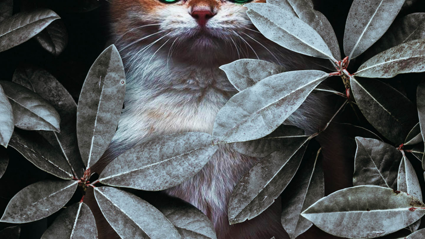 Cat, Ios, Plant, Felidae, Botany. Wallpaper in 1366x768 Resolution