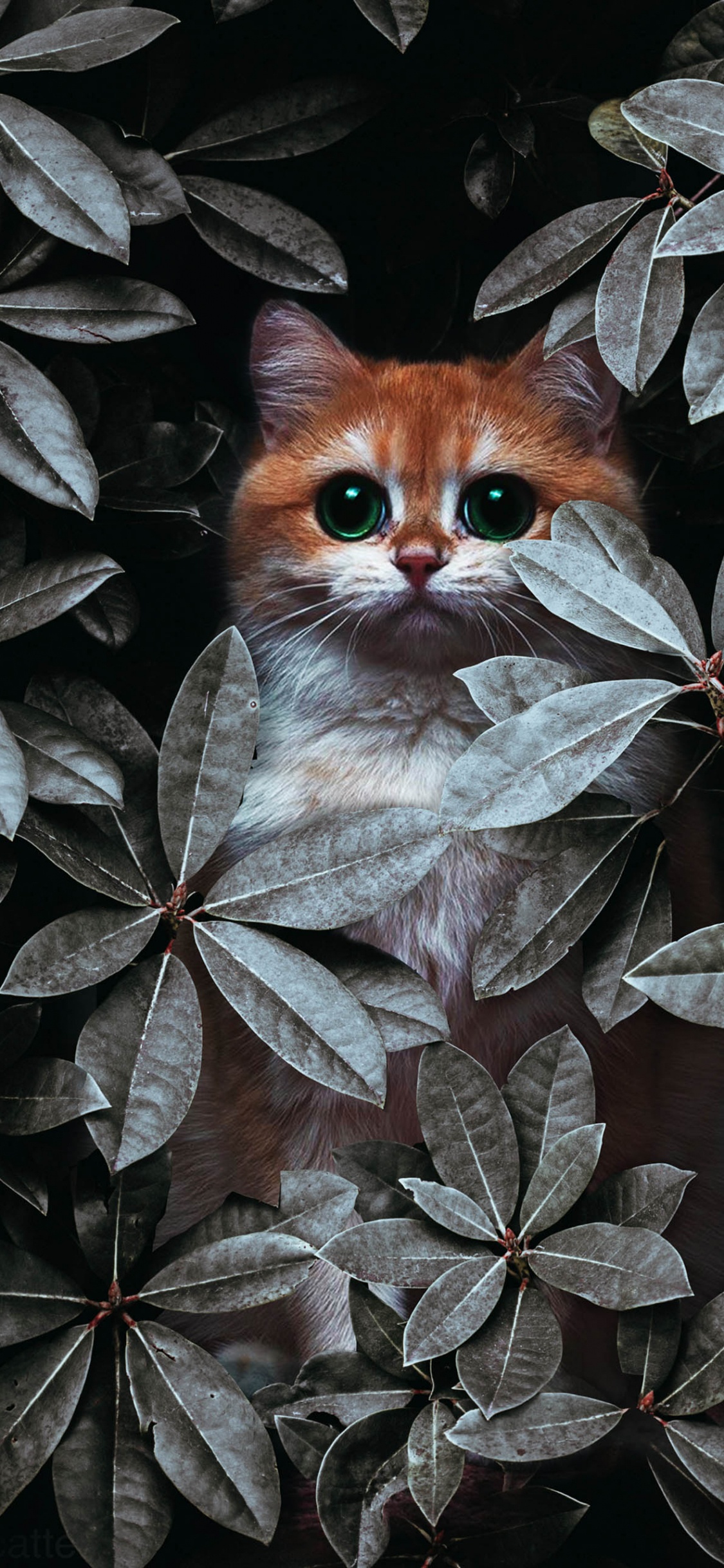 Chat, IOS, Felidae, Botanique, Carnivores. Wallpaper in 1125x2436 Resolution
