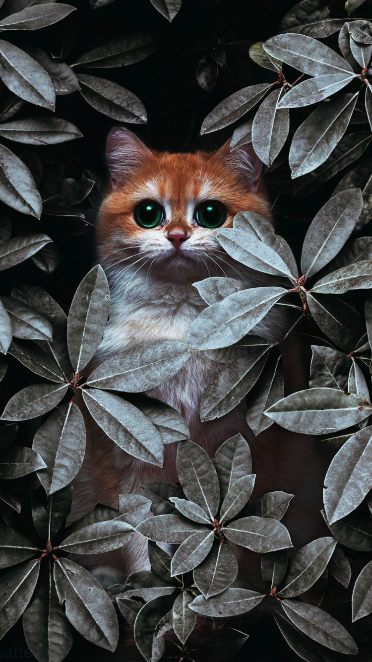 Chat, IOS, Felidae, Botanique, Carnivores. Wallpaper in 750x1334 Resolution