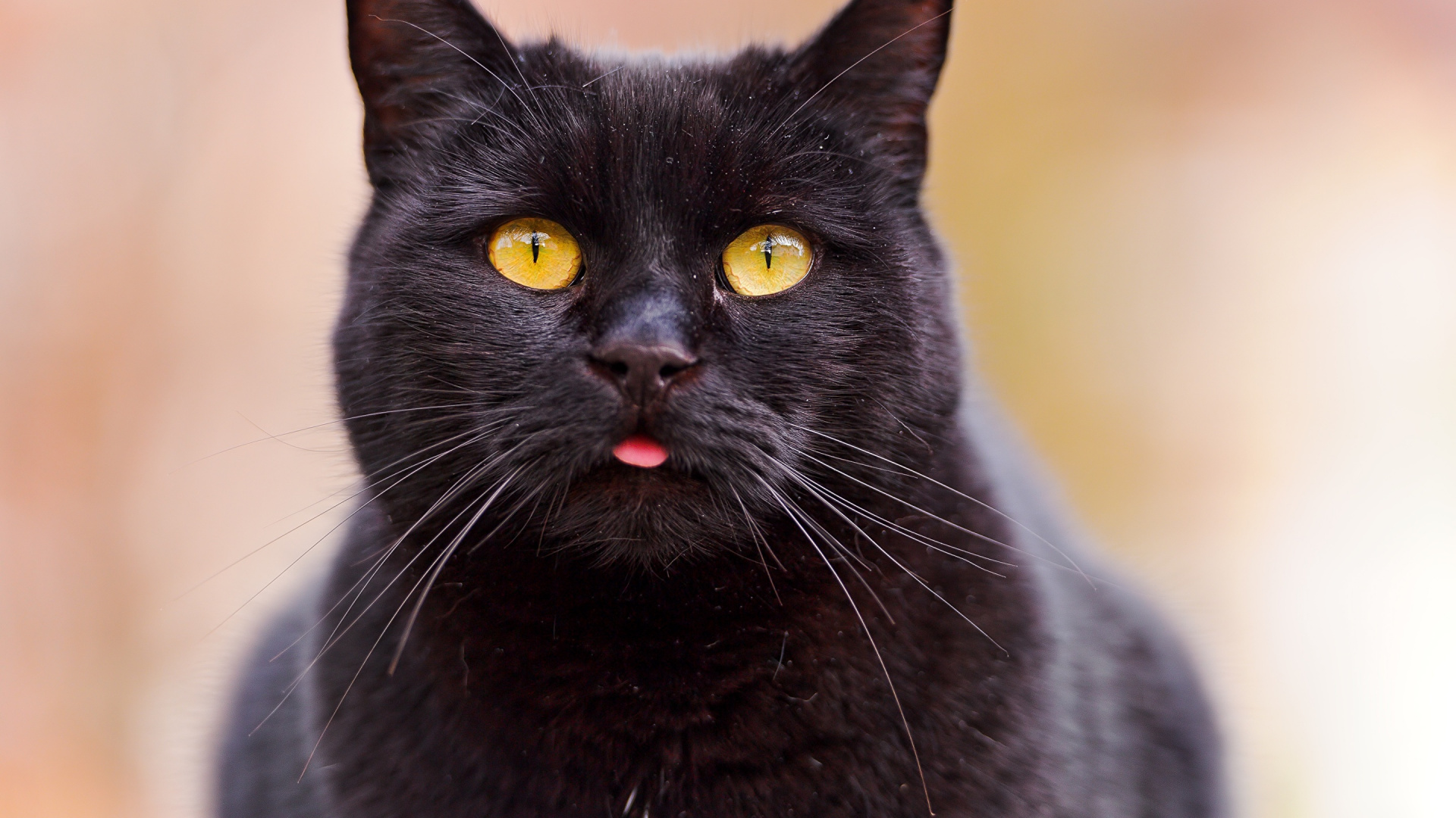 Chat Noir Dans L'objectif à Basculement. Wallpaper in 1920x1080 Resolution