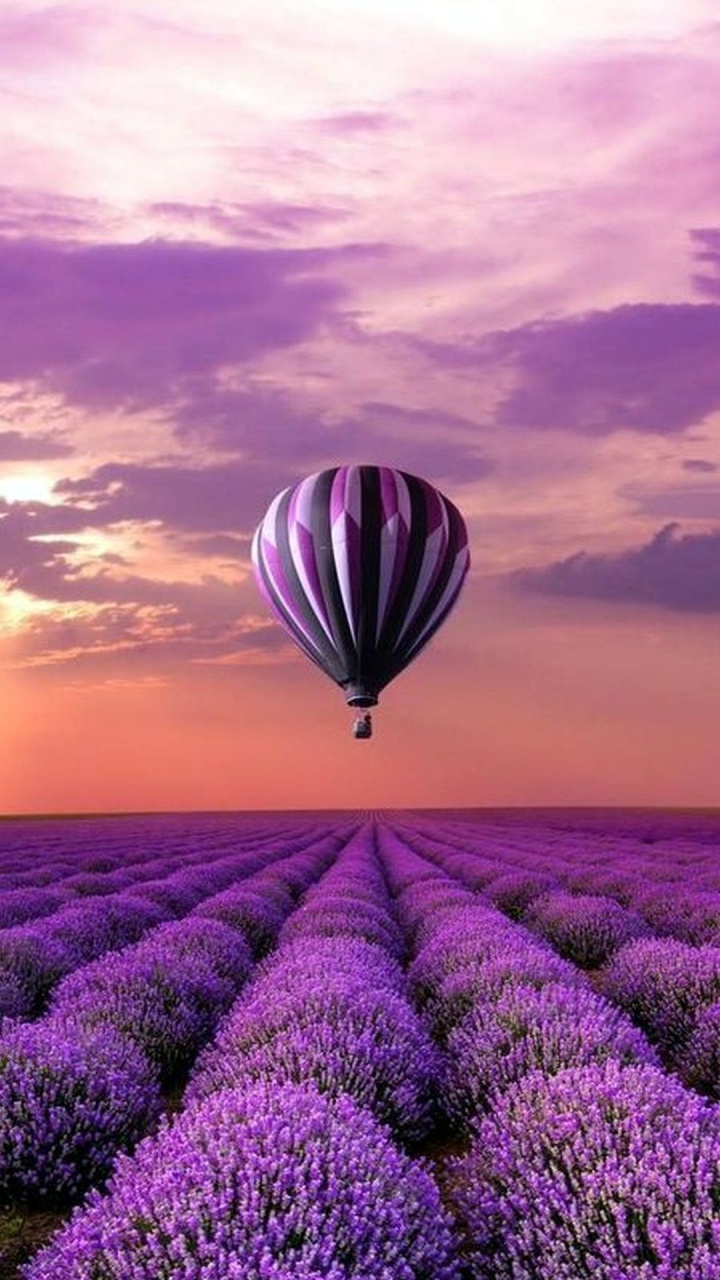 Champ de Fleurs Violettes Sous Ciel Nuageux Pendant la Journée. Wallpaper in 720x1280 Resolution