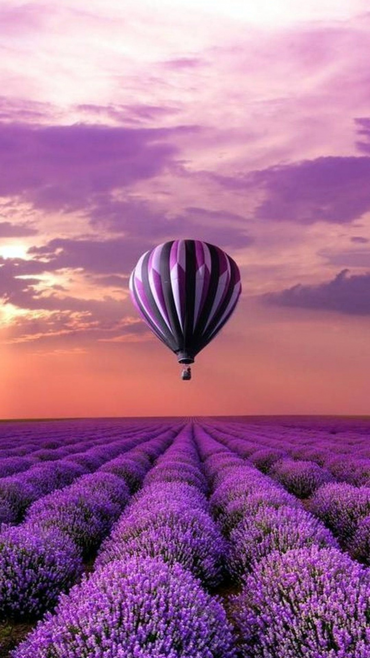 Champ de Fleurs Violettes Sous Ciel Nuageux Pendant la Journée. Wallpaper in 750x1334 Resolution