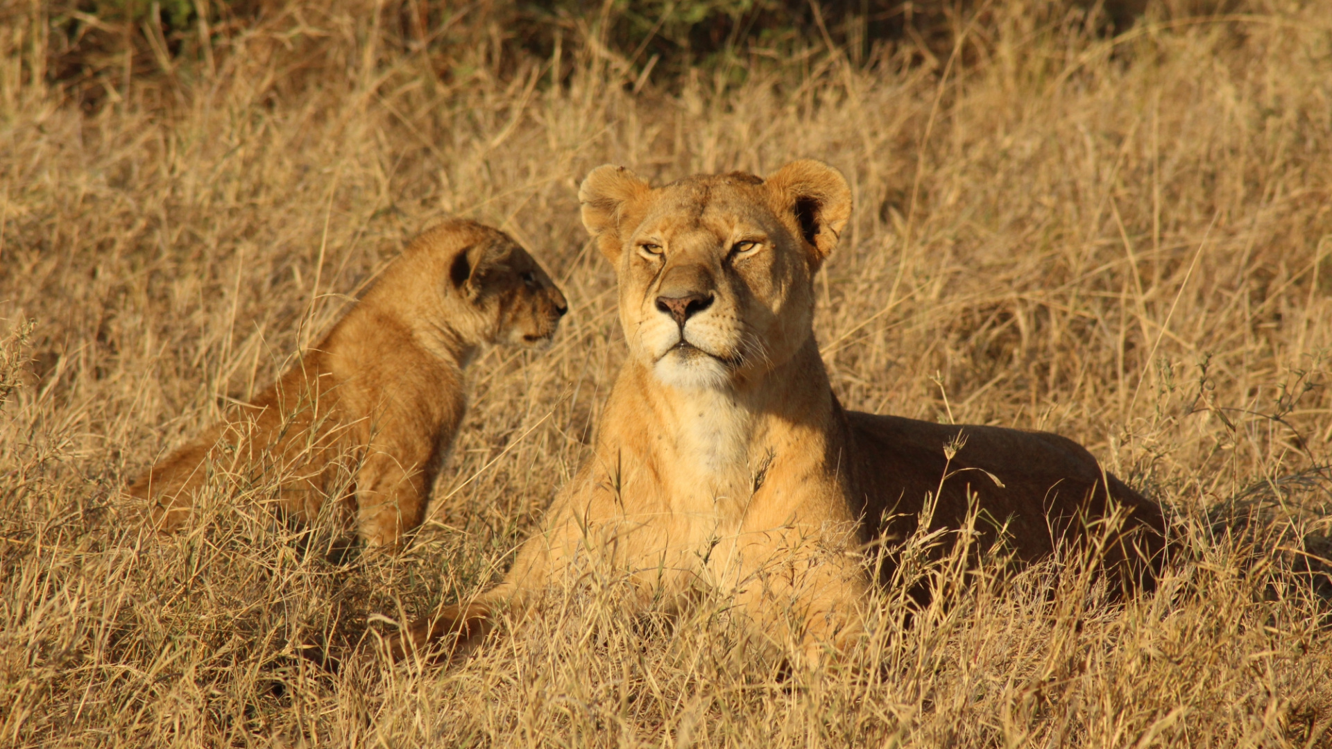 Brown Lioness on Brown Grass Field During Daytime. Wallpaper in 1920x1080 Resolution