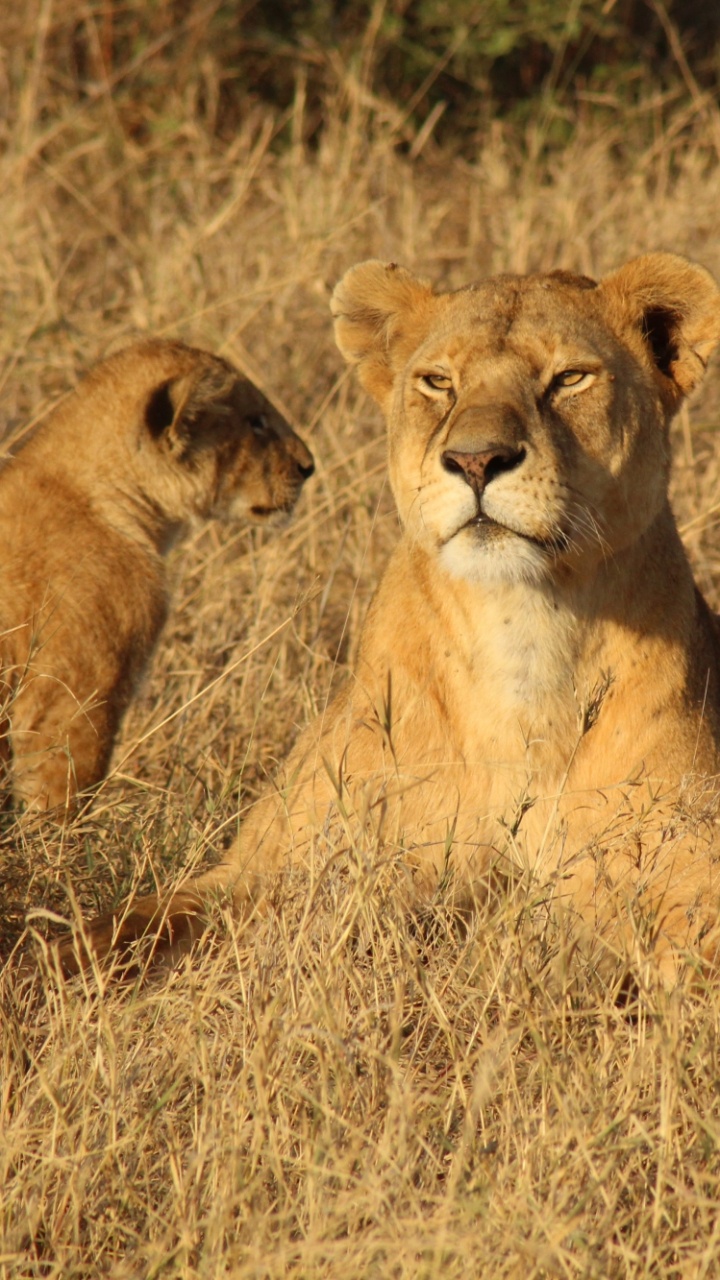 Brown Lioness on Brown Grass Field During Daytime. Wallpaper in 720x1280 Resolution